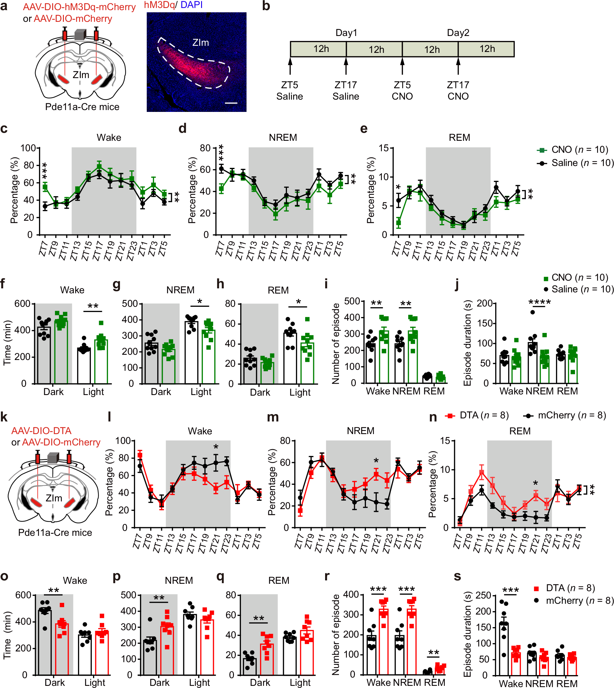 Fig. 10: Selective chemogenetic activation or ablation of ZImPde11a neurons bidirectionally regulate sleep-wakefulness cycle.