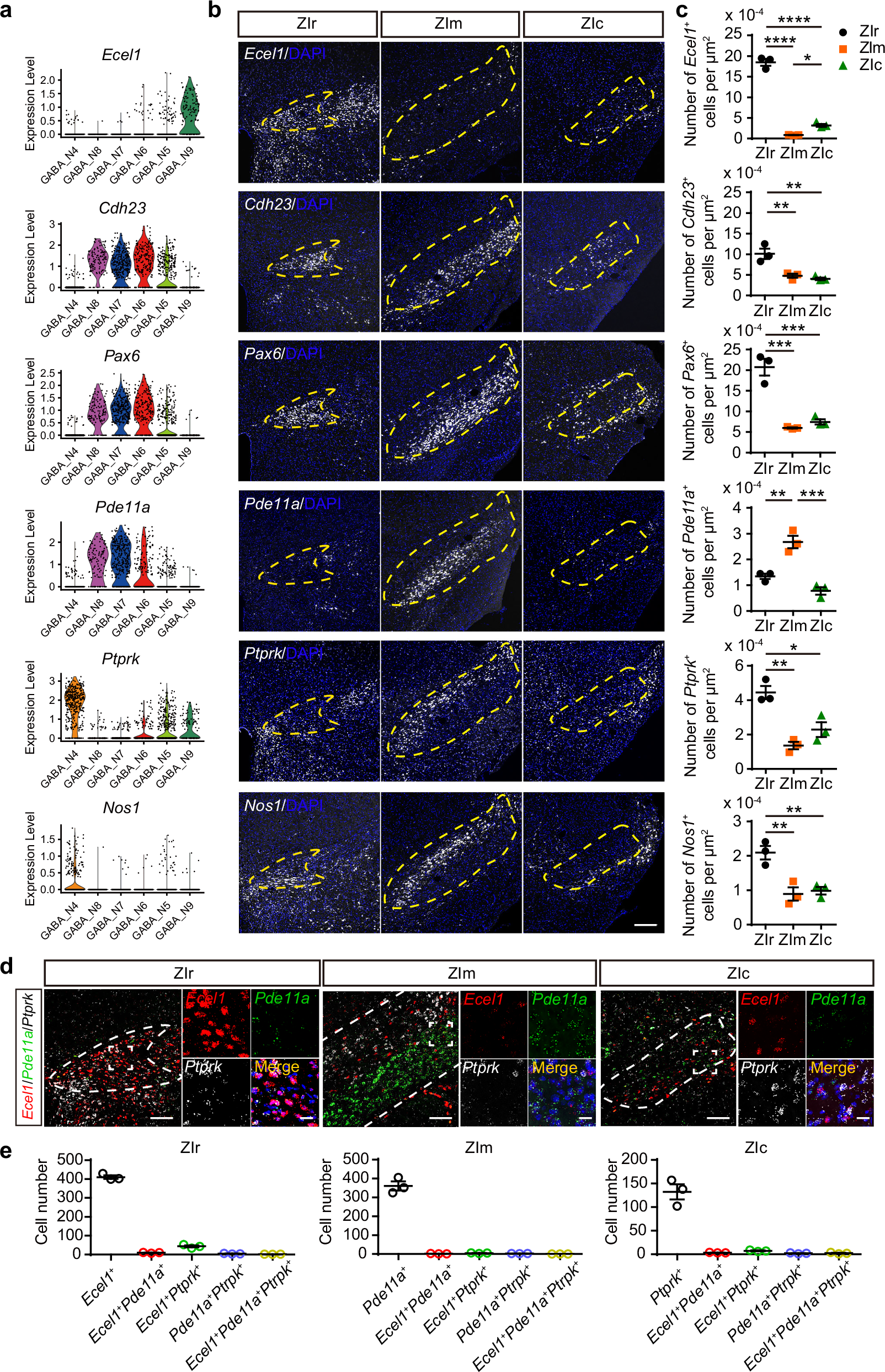 Fig. 2: Region-specific genes expression of GABAergic neuron subtypes in subregions of zona incerta.
