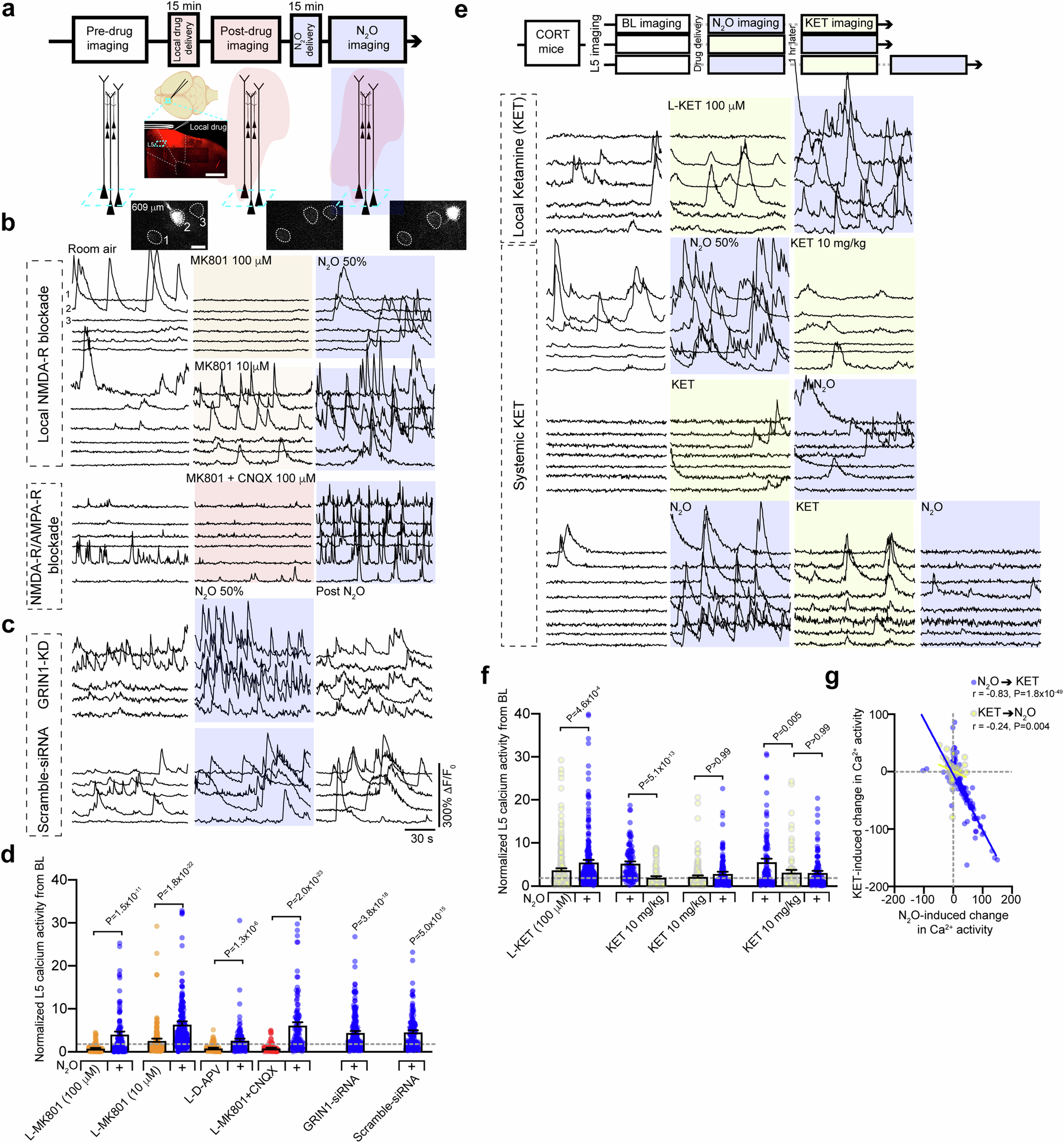 Fig. 3: Reduced NMDA-receptor activity does not impair N2O-induced L5 activation in vivo.