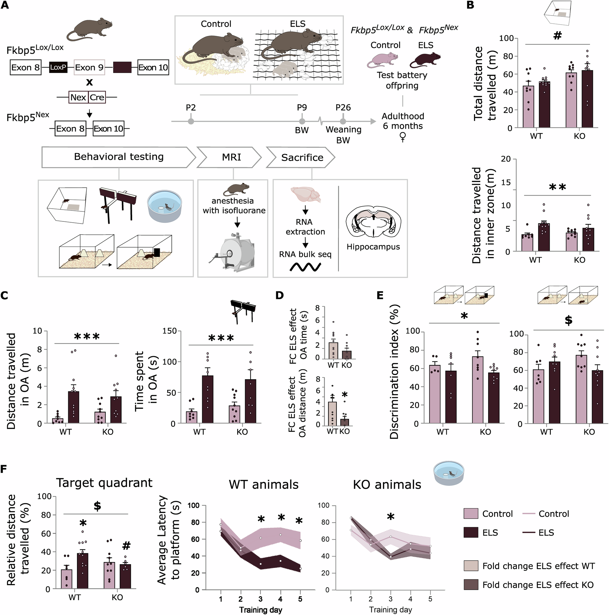 早期のストレスが女性におけるレジリエンスを強化する可能性(Early Life Stress Can Build Resilience in Females)