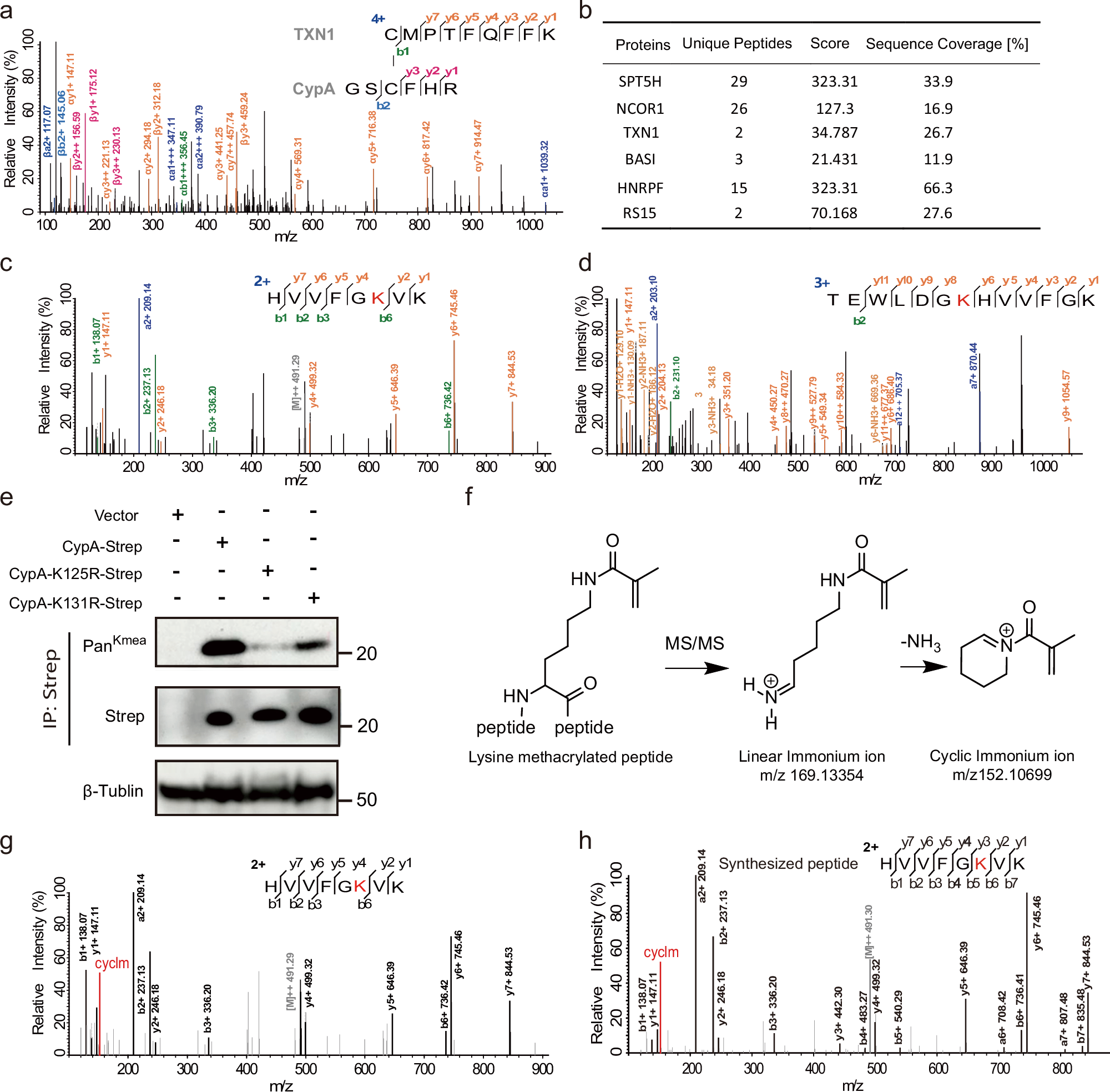 Fig. 1: Identification of Kmeas on CypA protein.