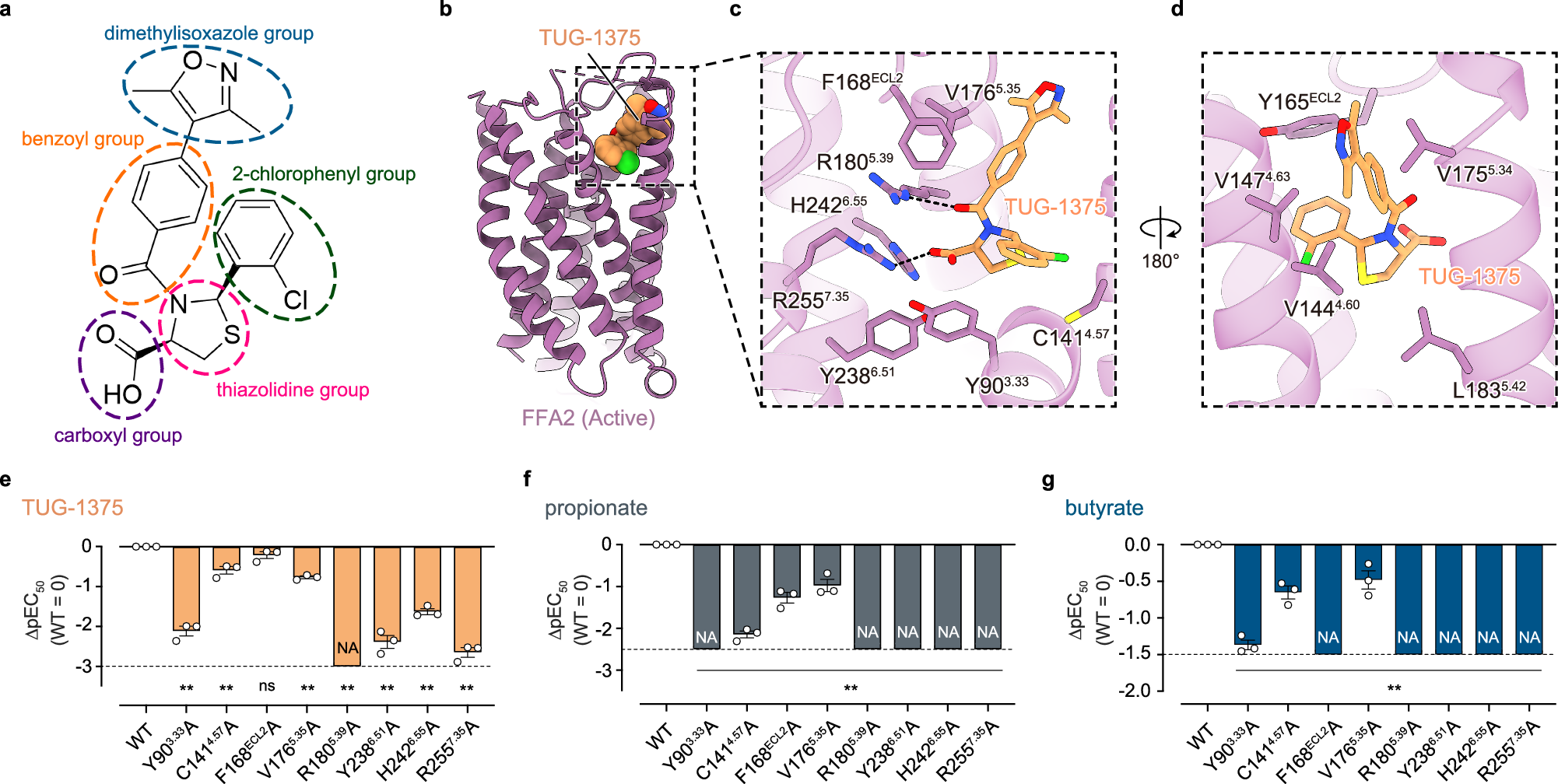 Fig. 2: Characterization of the orthosteric ligand pocket.