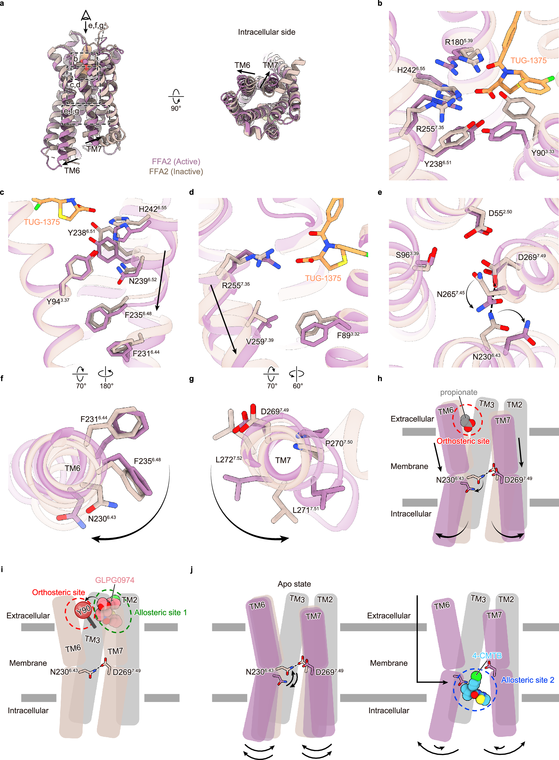 Fig. 6: Activation and inactivation mechanisms of FFA2.