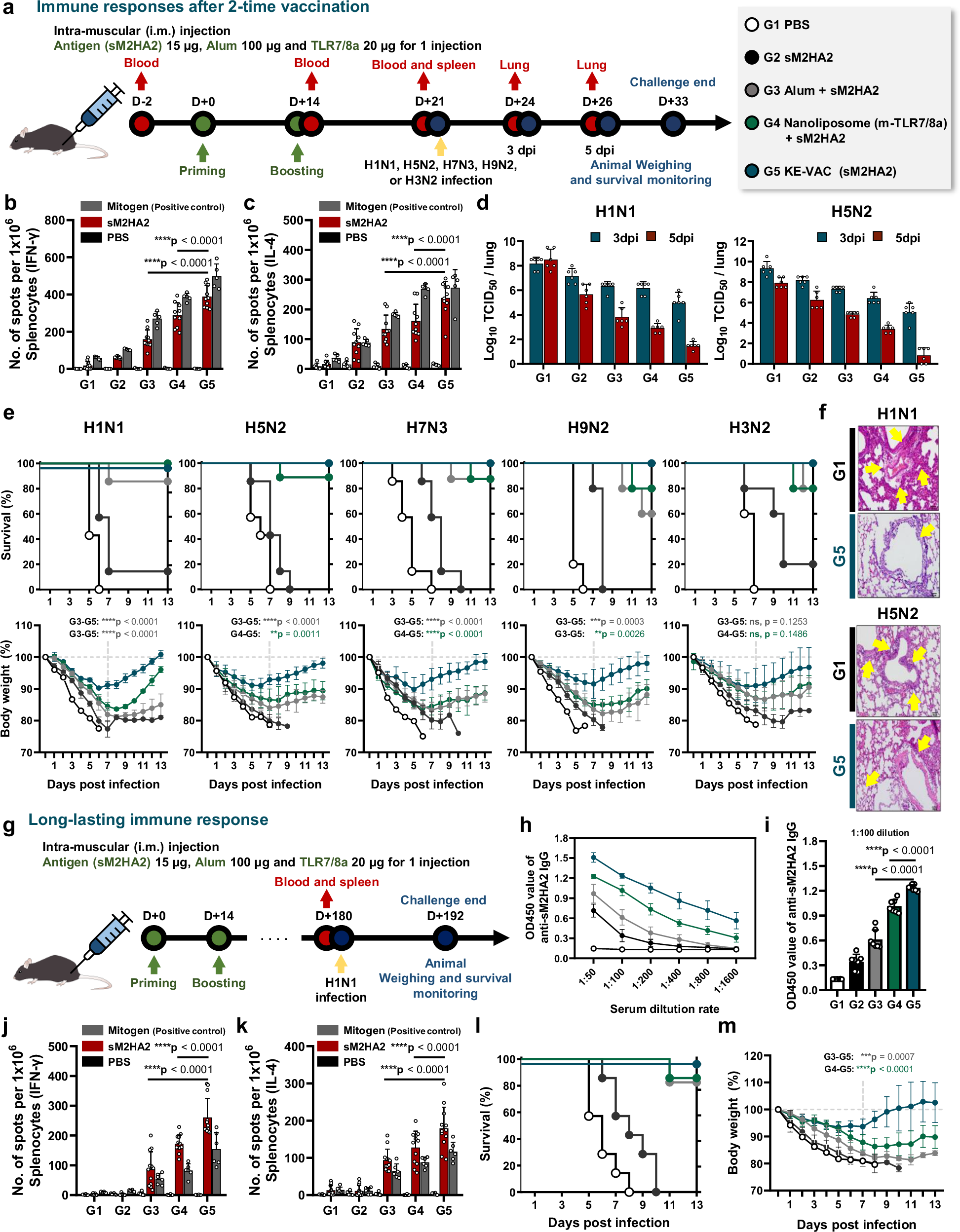 Fig. 5: Rapid and long-term productivity of KE-VAC for various influenza strains.