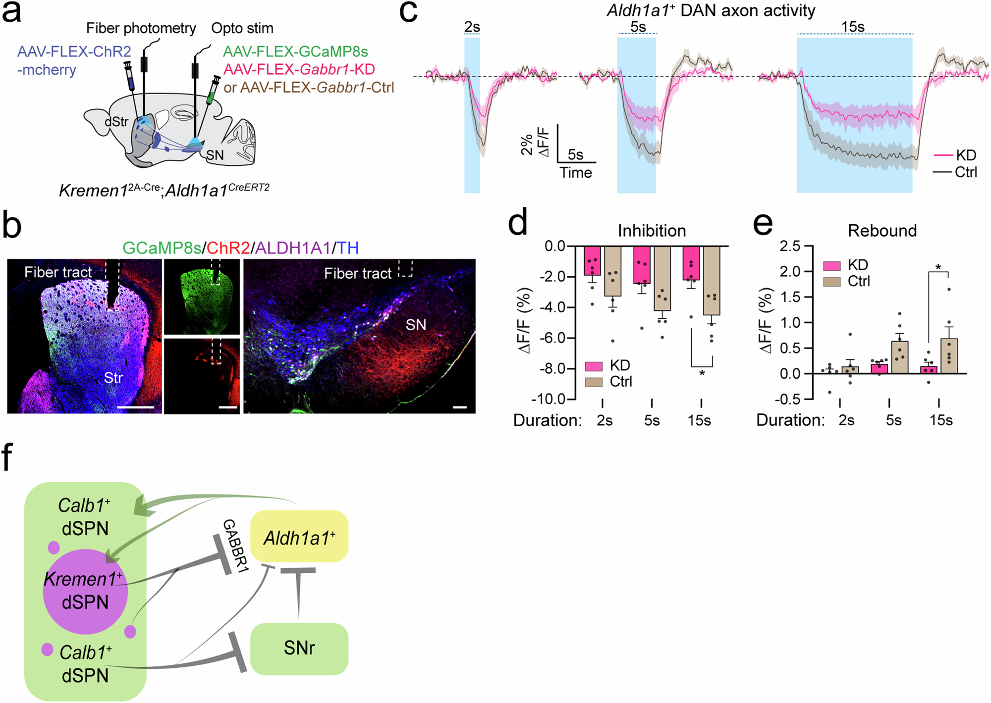 Fig. 10: Genetic knockdown of Gabbr1 receptor affects Kremen1+ dSPN-induced alterations in Aldh1a1+ DAN activity.