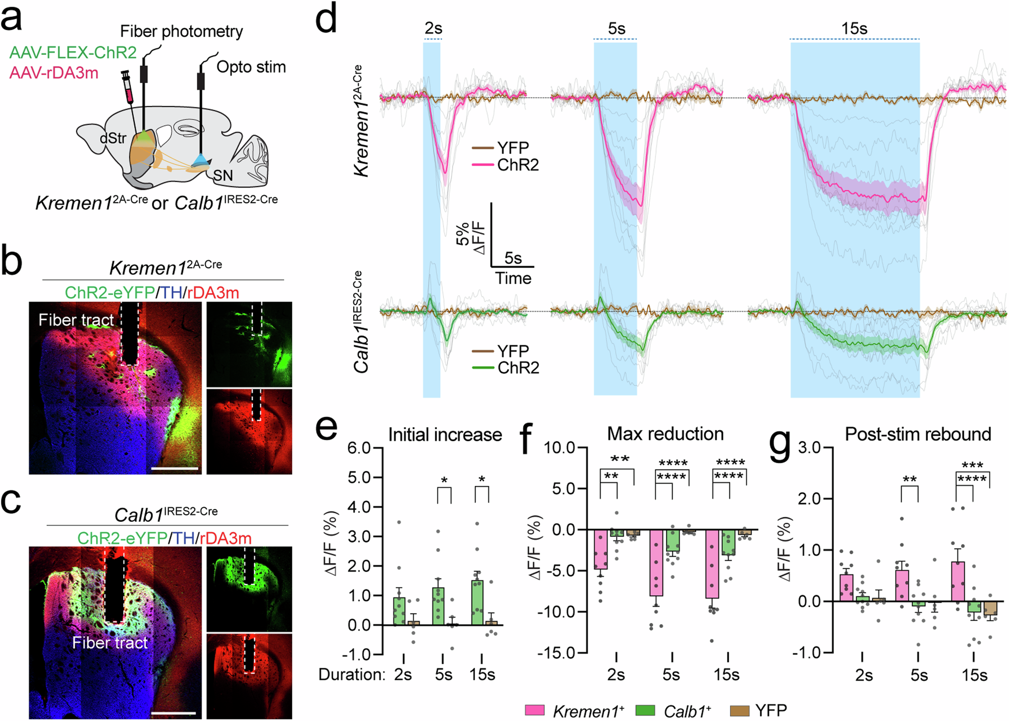 Fig. 7: Kremen1+ and Calb1+ dSPNs differentially regulate dopamine release.