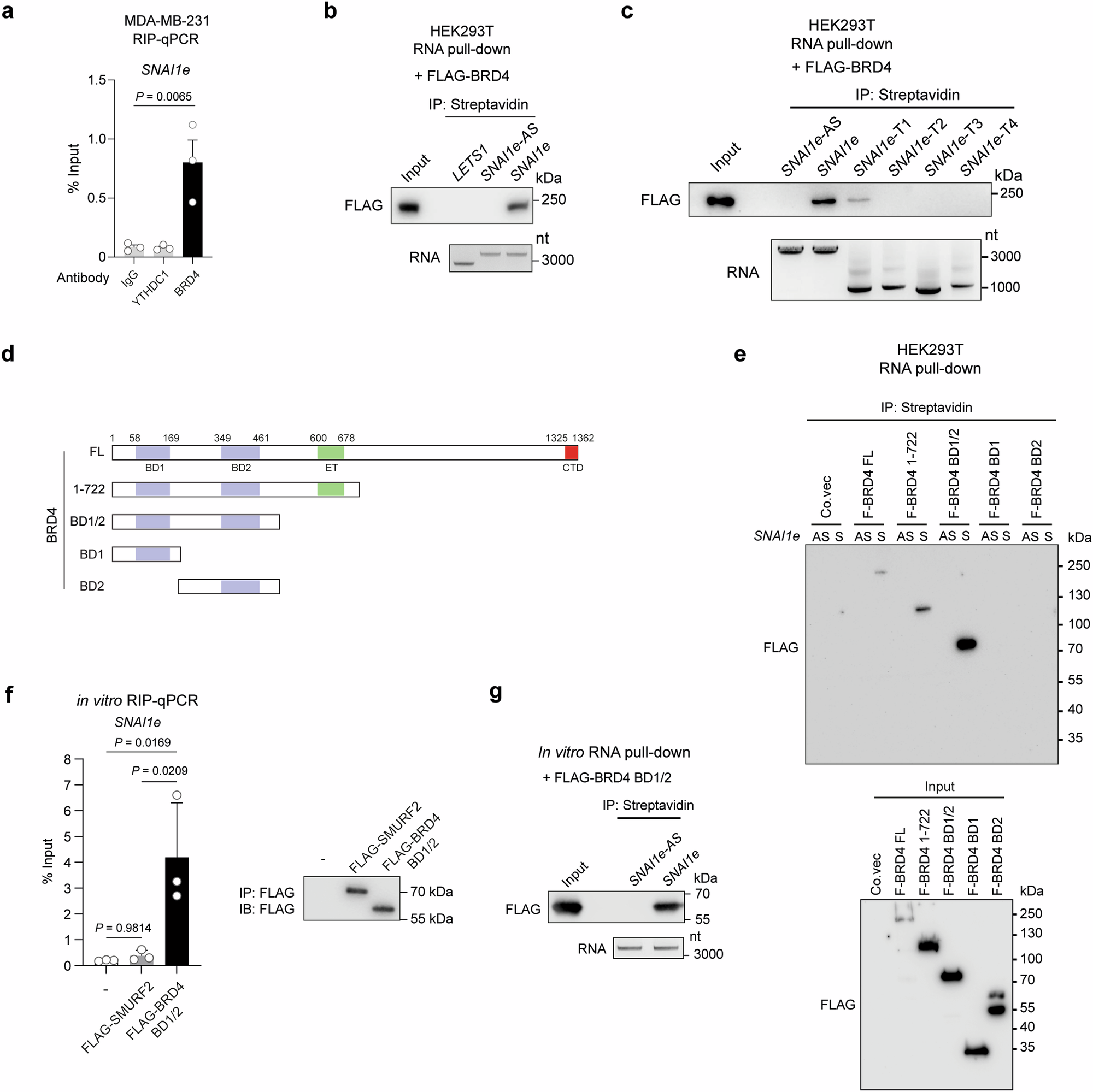 Fig. 6: SNAI1e directly interacts with BRD4.