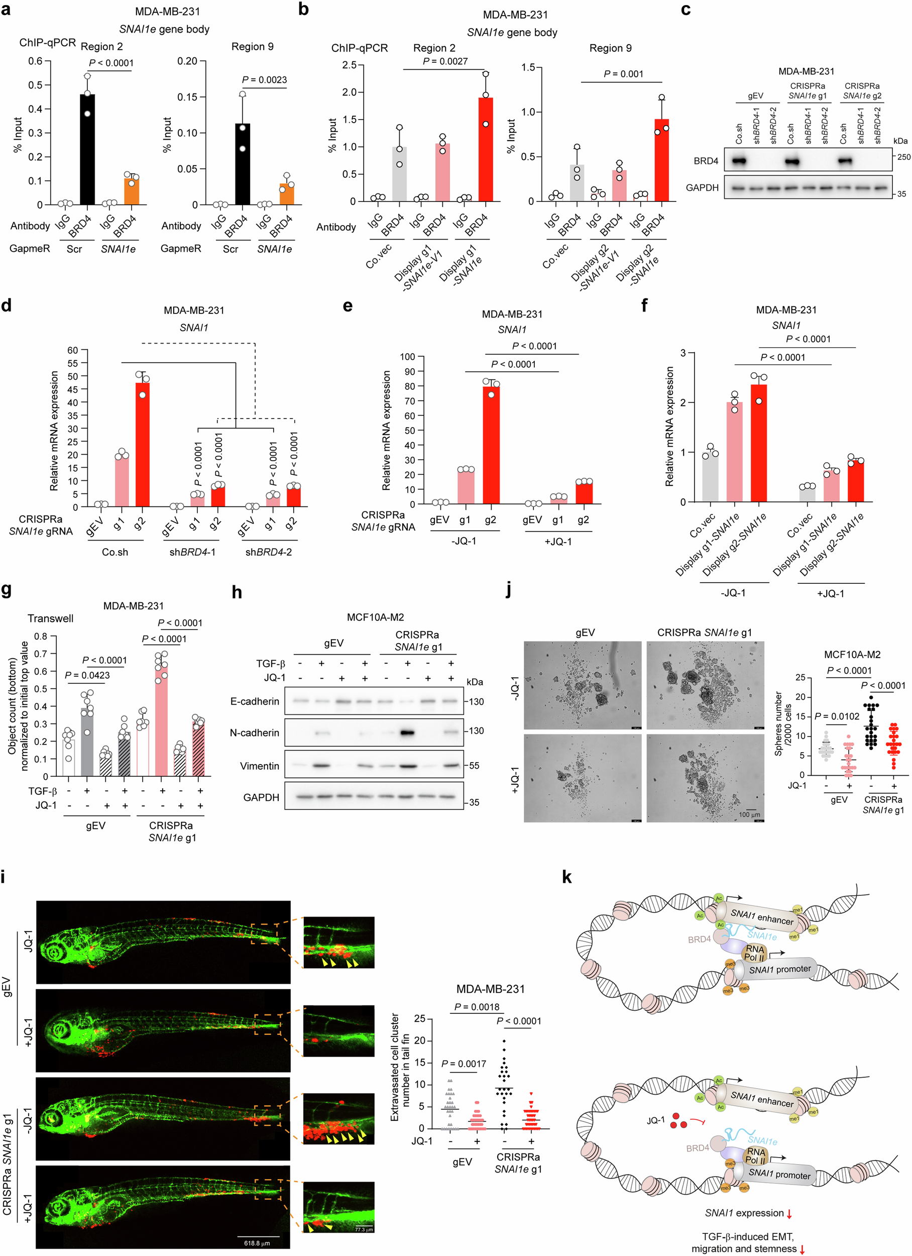 Fig. 7: BRD4 is required for SNAI1e to induce SNAI1 expression and promote EMT and migration.