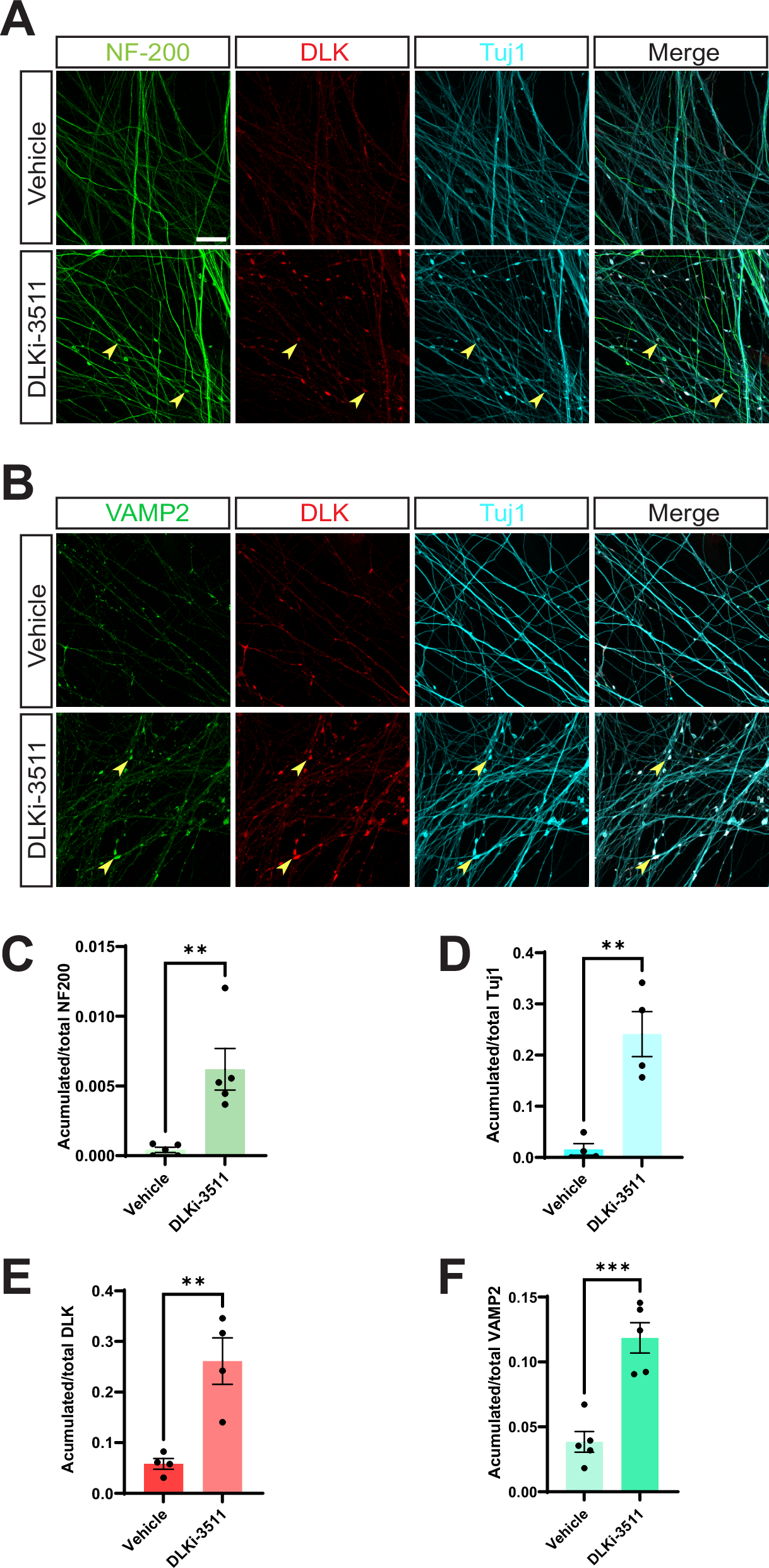 Fig. 1: DLK kinase domain inhibition disrupts axonal integrity in DRG neurons.