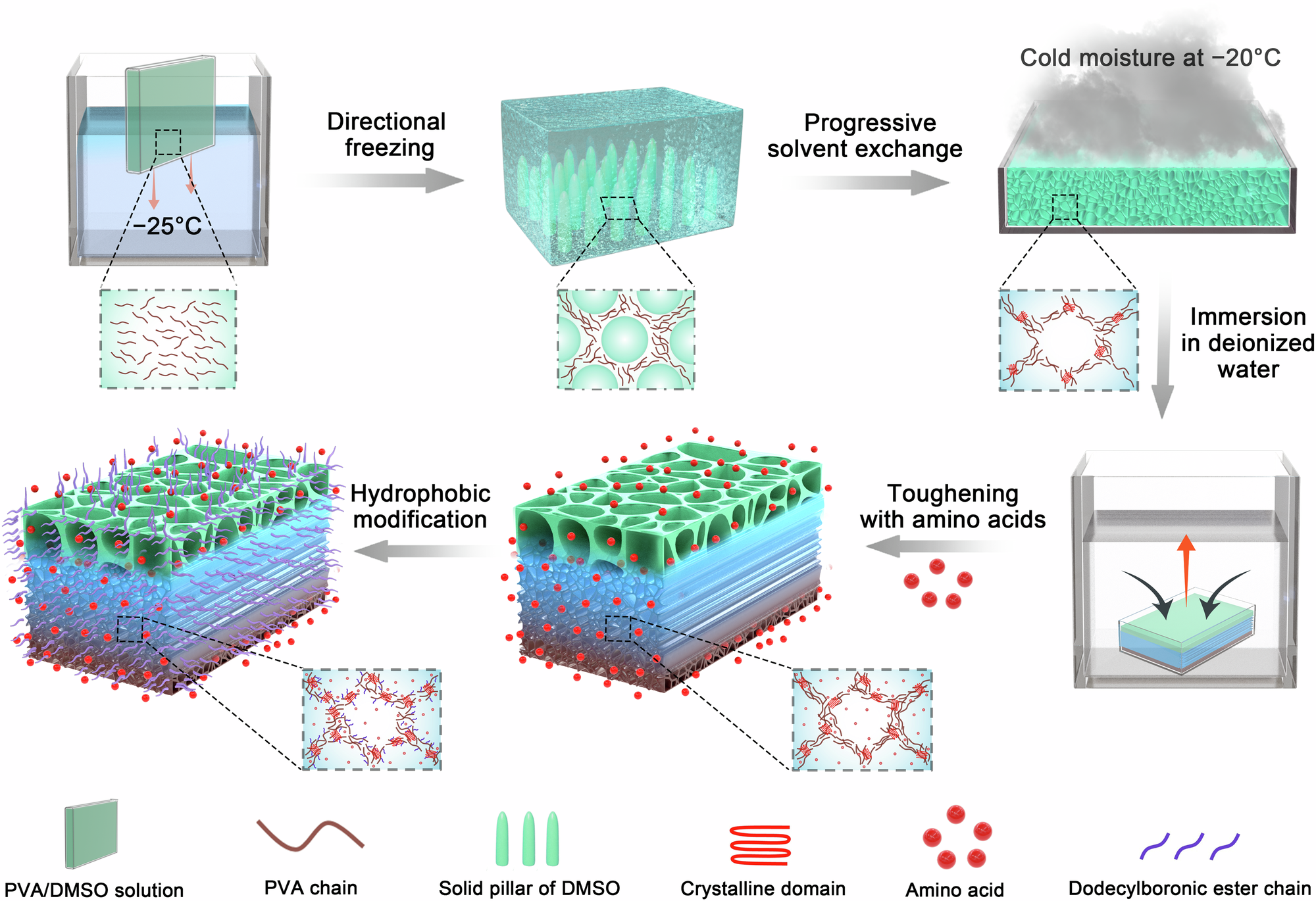 Fig. 1: Construction and structure of HAA-SPVA hydrogel.