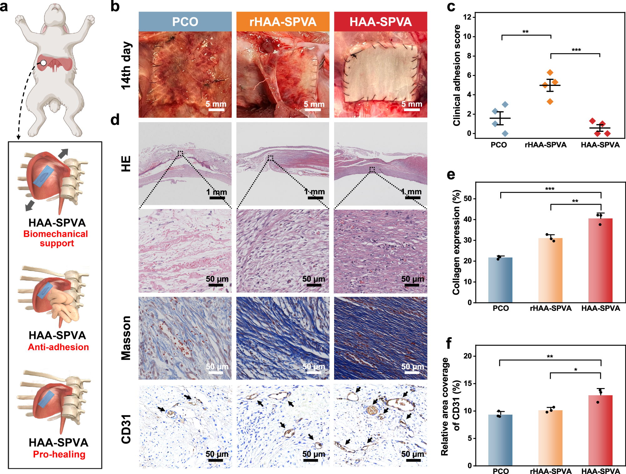 Fig. 6: Asymmetric bioadhesion and biomechanical support of HAA-SPVA hydrogel in vivo.