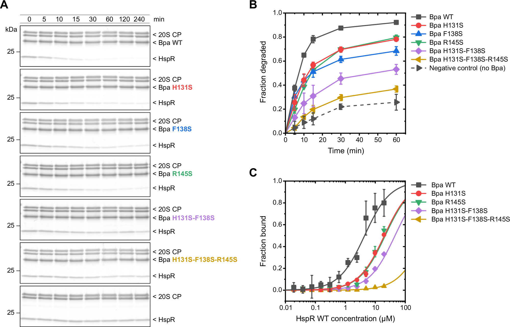 Fig. 6: Bpa residues H131, F138, and R145 are involved in HspR recruitment to Bpa-mediated proteasomal degradation.