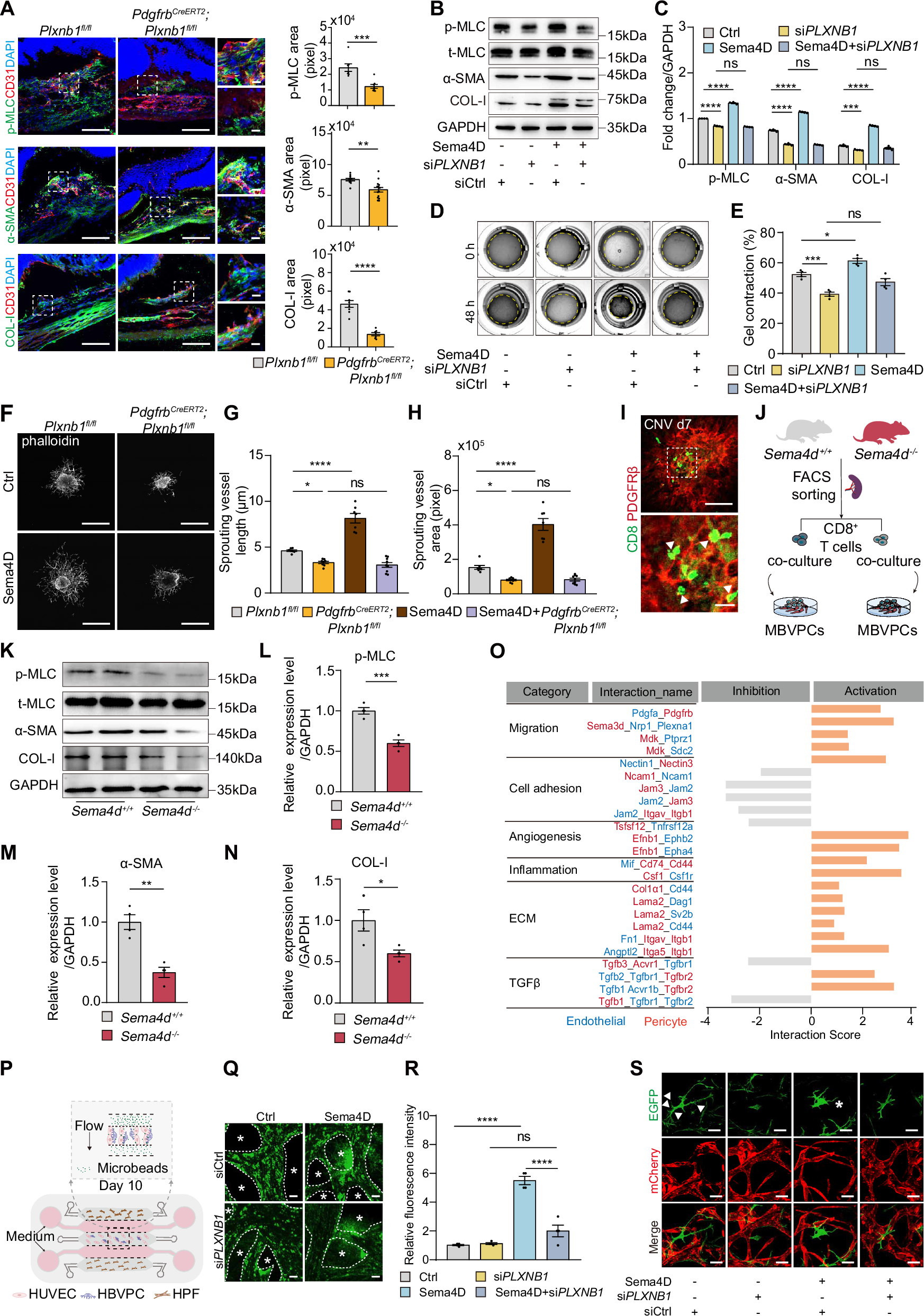 Fig. 5: PlexinB1 on Pericytes Mediates Smoking-Aggravated CNV.