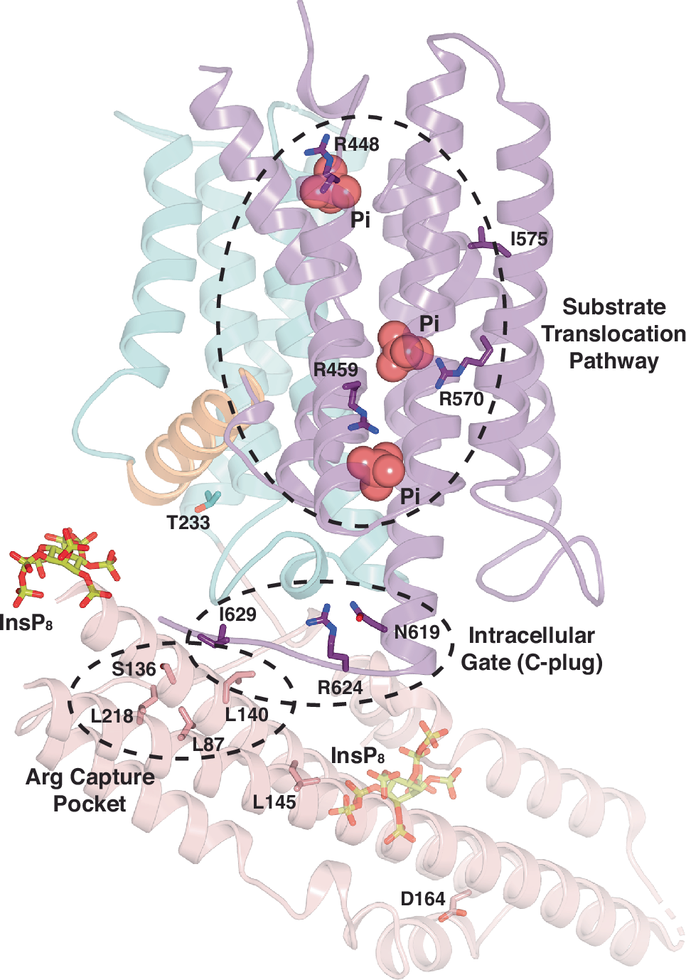 Fig. 5: Locations of PFBC disease mutations mapped on the intracellular gate open (iO) structure of XPR1.