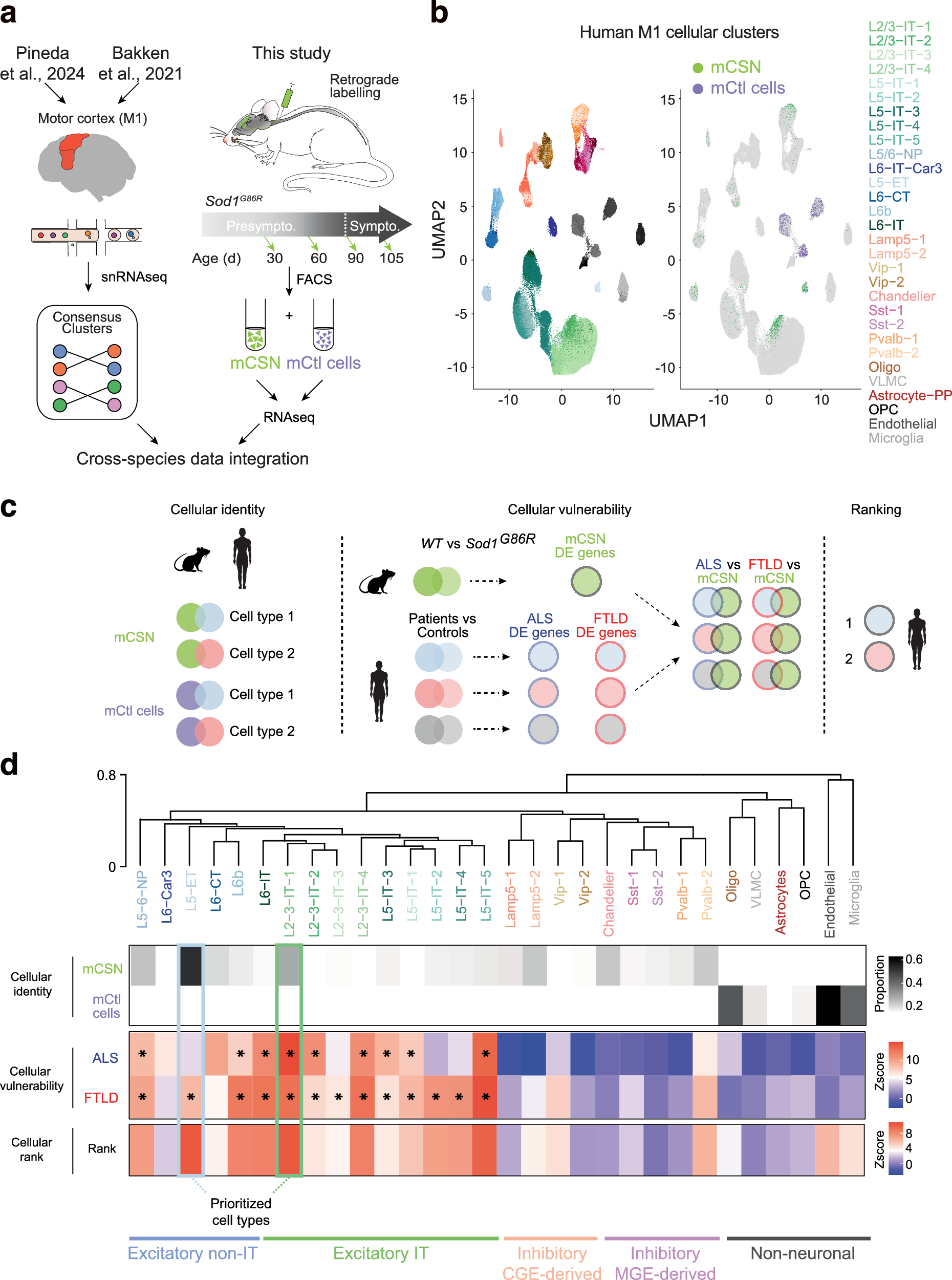 Fig. 1: Cross-species transcriptomic analysis prioritizes vulnerable cell-types in ALS.