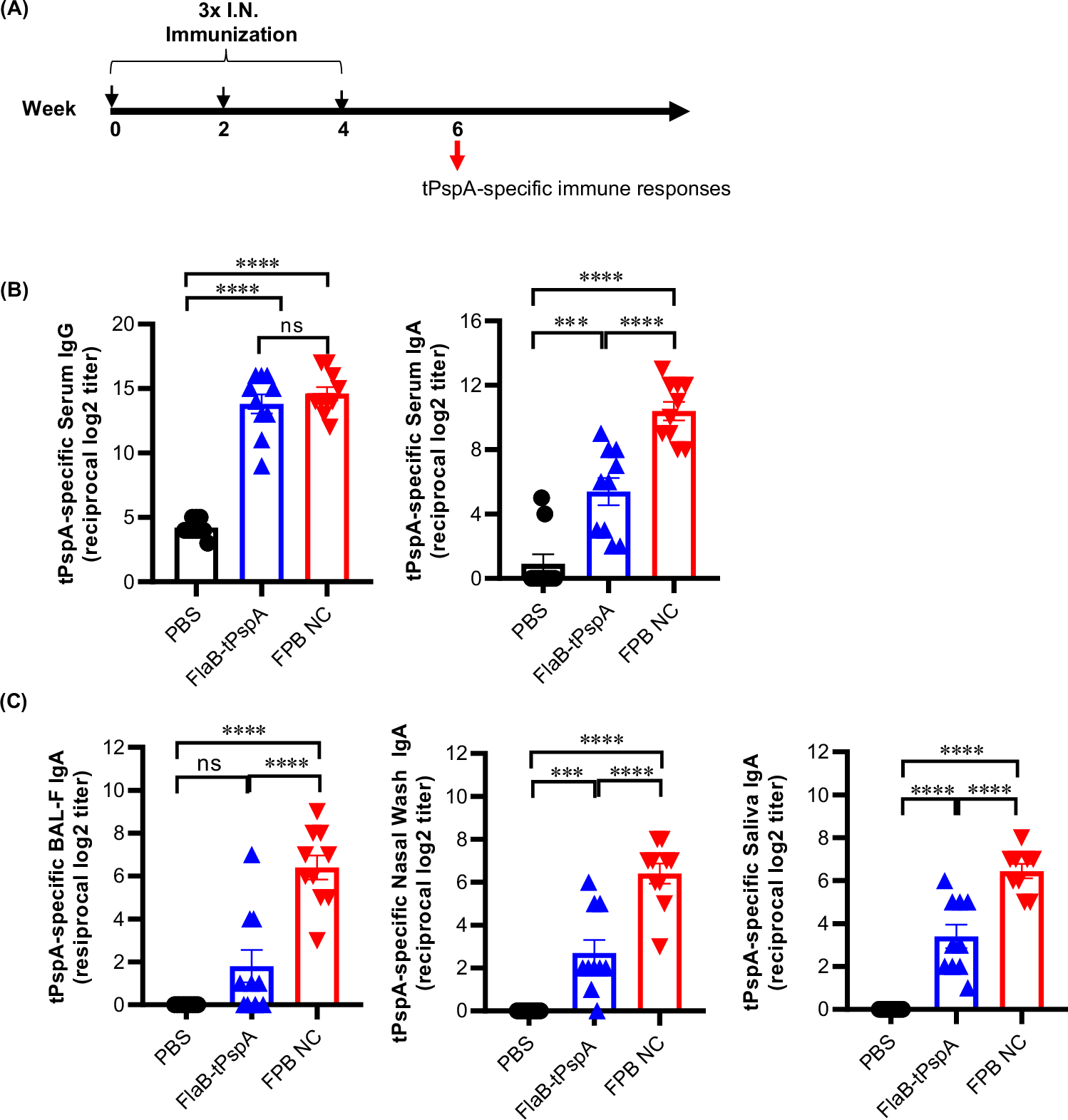 Fig. 3: Antigen-specific systemic and mucosal antibody responses induced by intranasal (I.N.) immunization of the FPB NC vaccine.