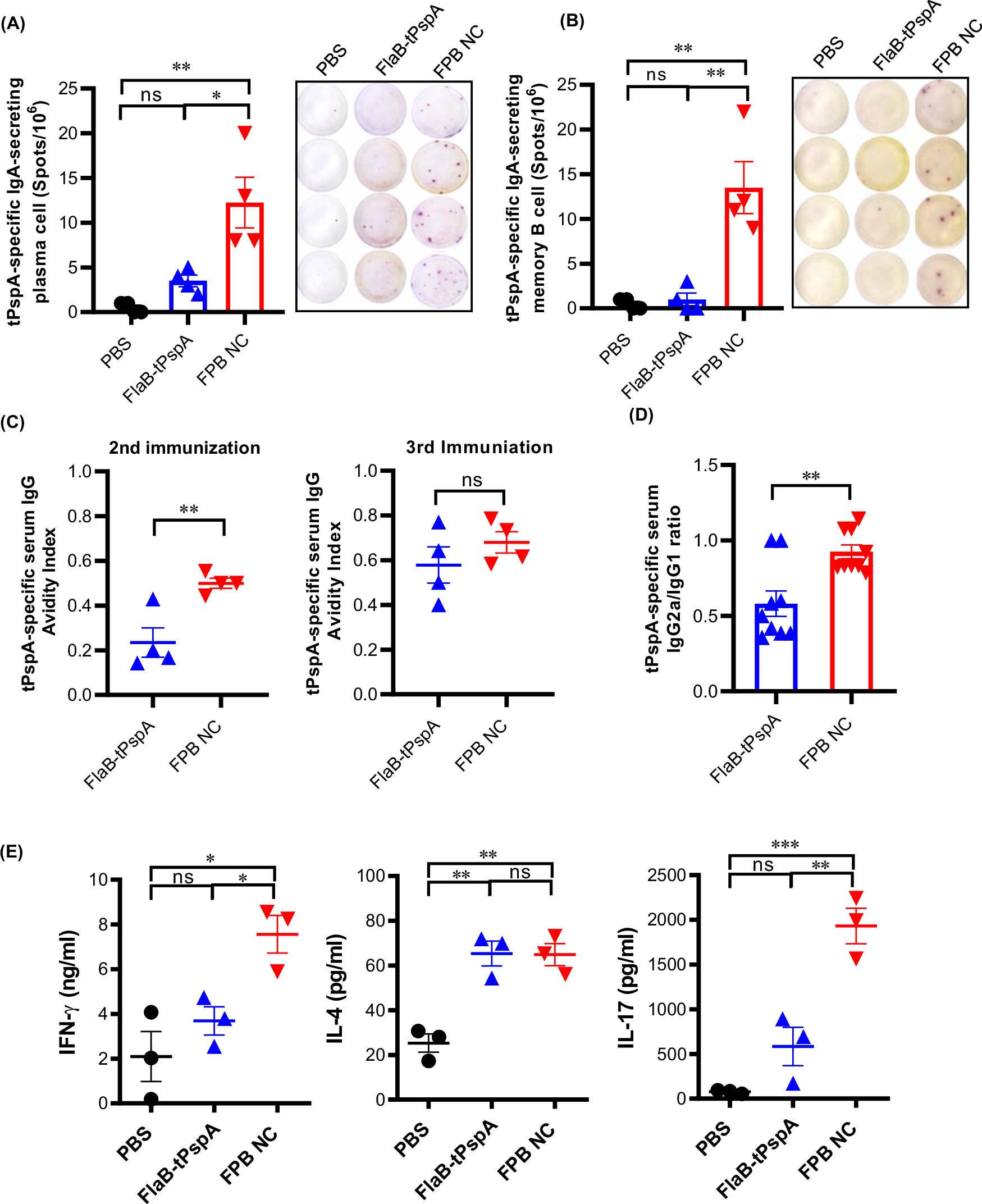 Fig. 4: High-quality antigen-specific immune responses induced by intranasal (I.N.) immunization of the FPB NC vaccine.