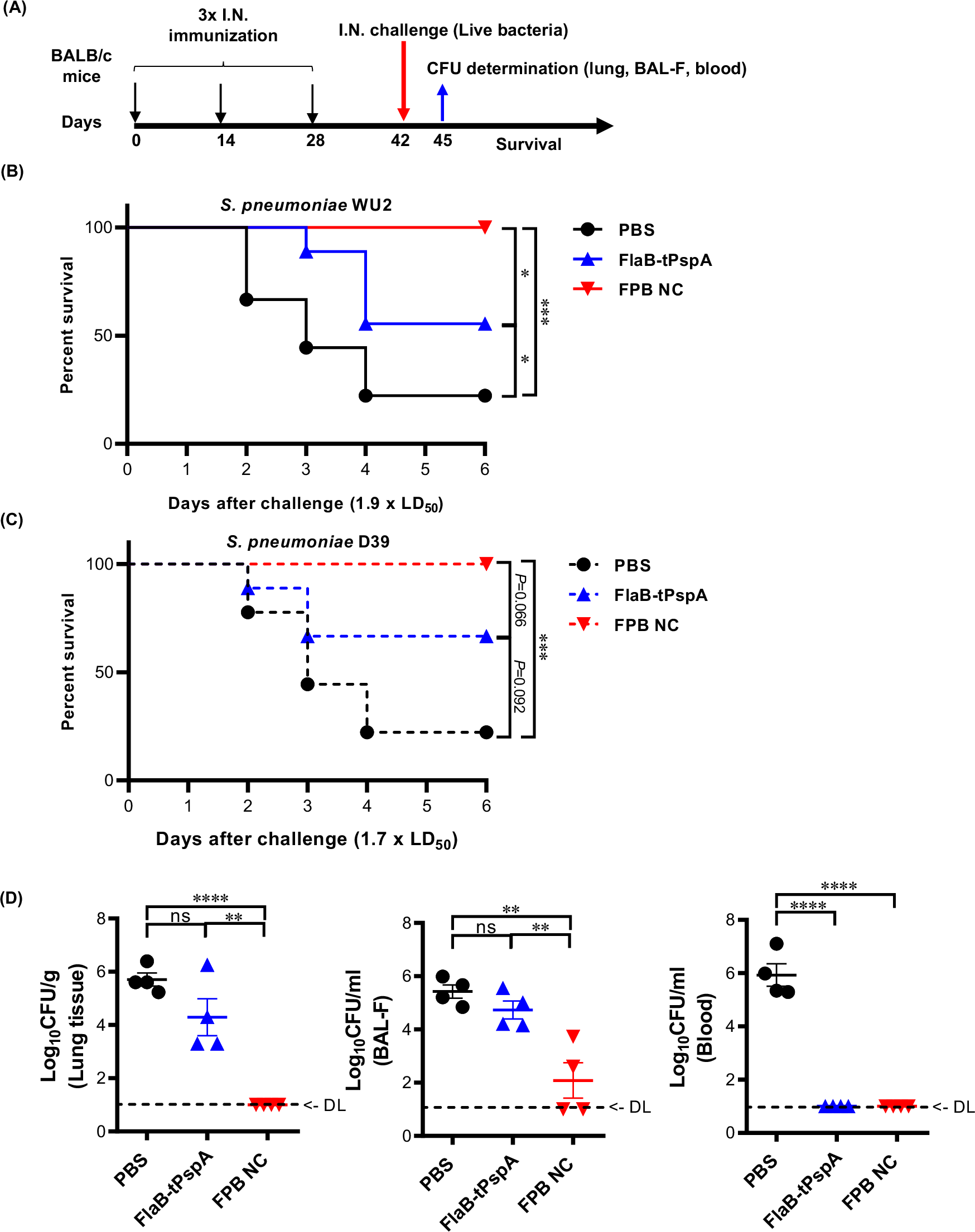 Fig. 8: Protection against live Streptococcus pneumoniae infection by intranasal vaccination.