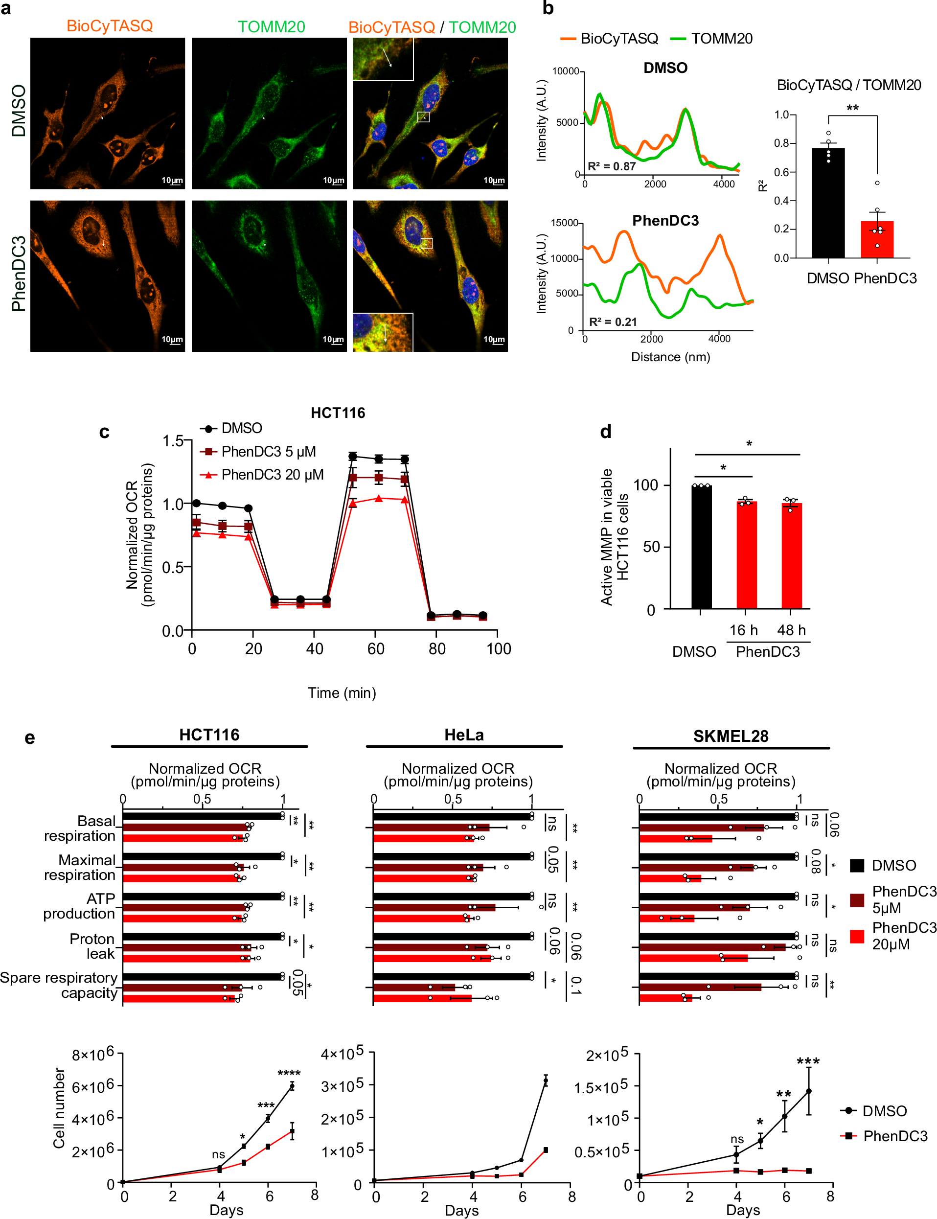Fig. 1: RG4 localization and function in mitochondria.
