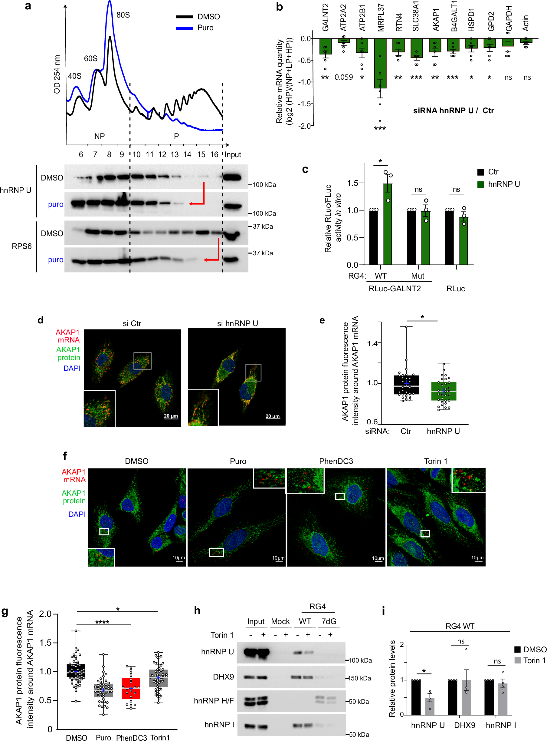 Fig. 5: hnRNP U is involved in translation regulation of RG4-containing nuclear-encoded mitochondrial mRNAs.