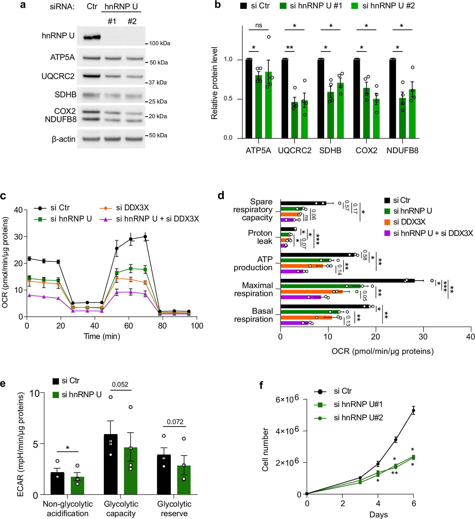 Fig. 6: hnRNP U modulates OXPHOS expression and function.