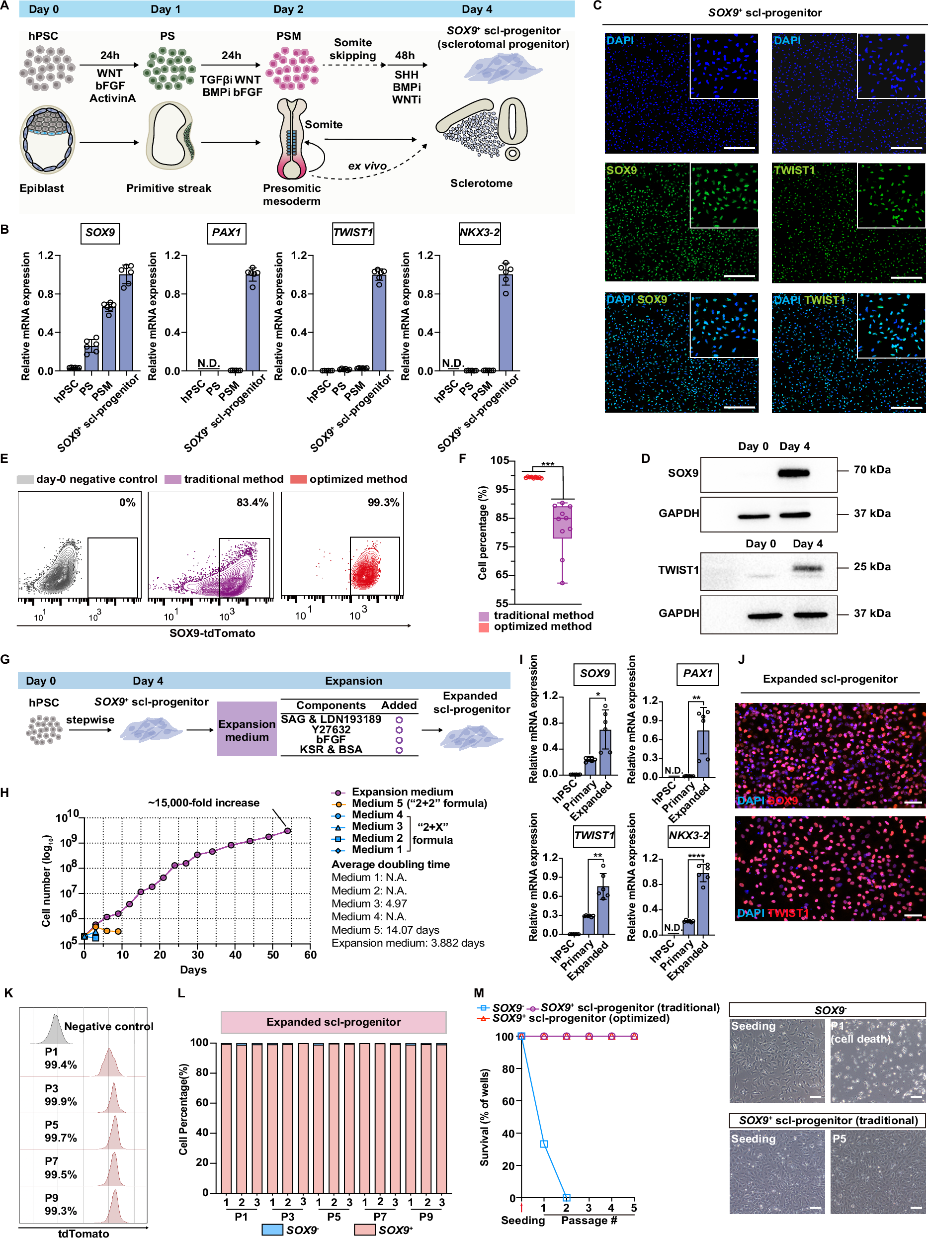 Fig. 1: Derivation of expandable SOX9+ sclerotomal progenitors from hPSCs.