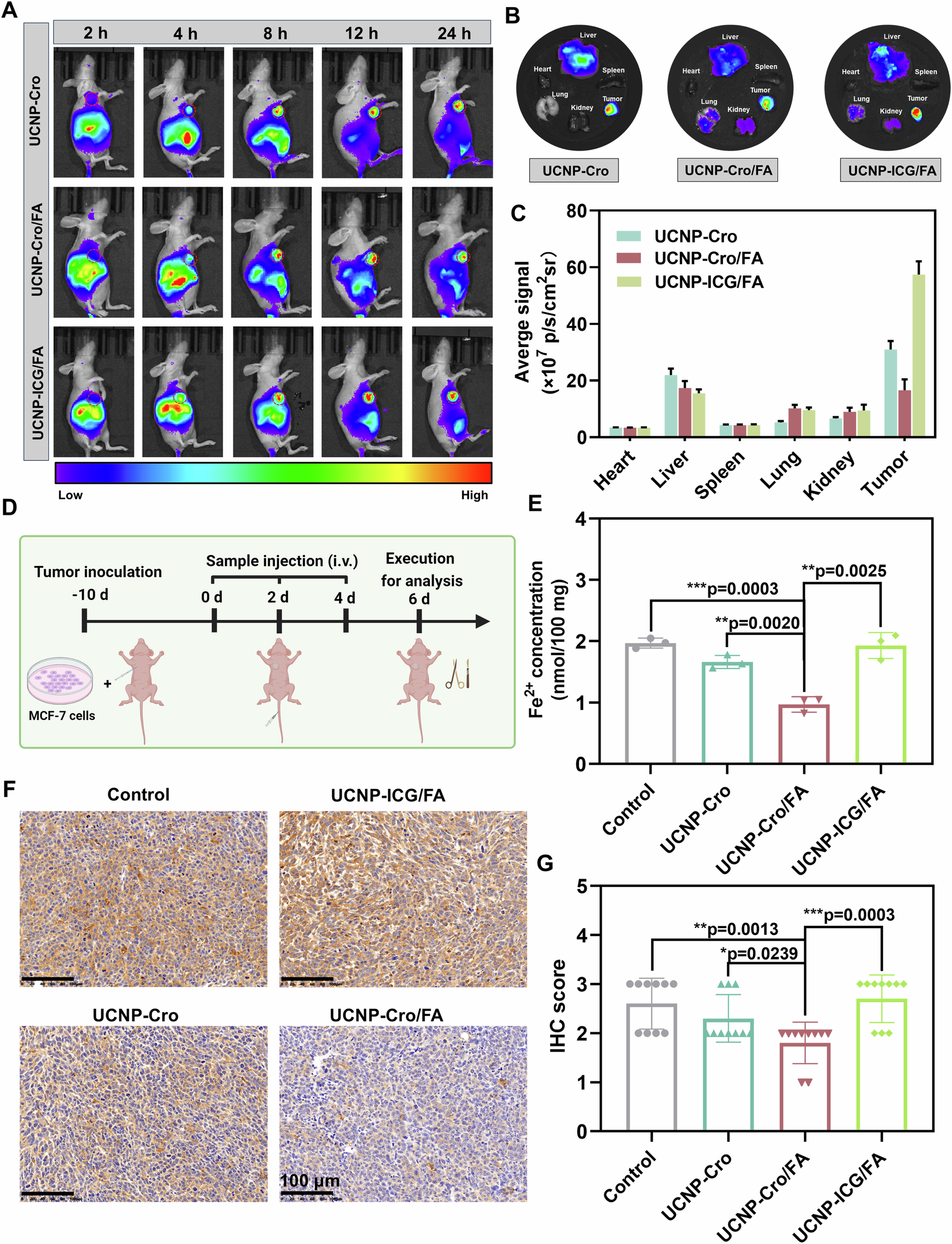 Fig. 6: Biodistribution and Ferritinophagy induction of UCNP-Cro/FA.