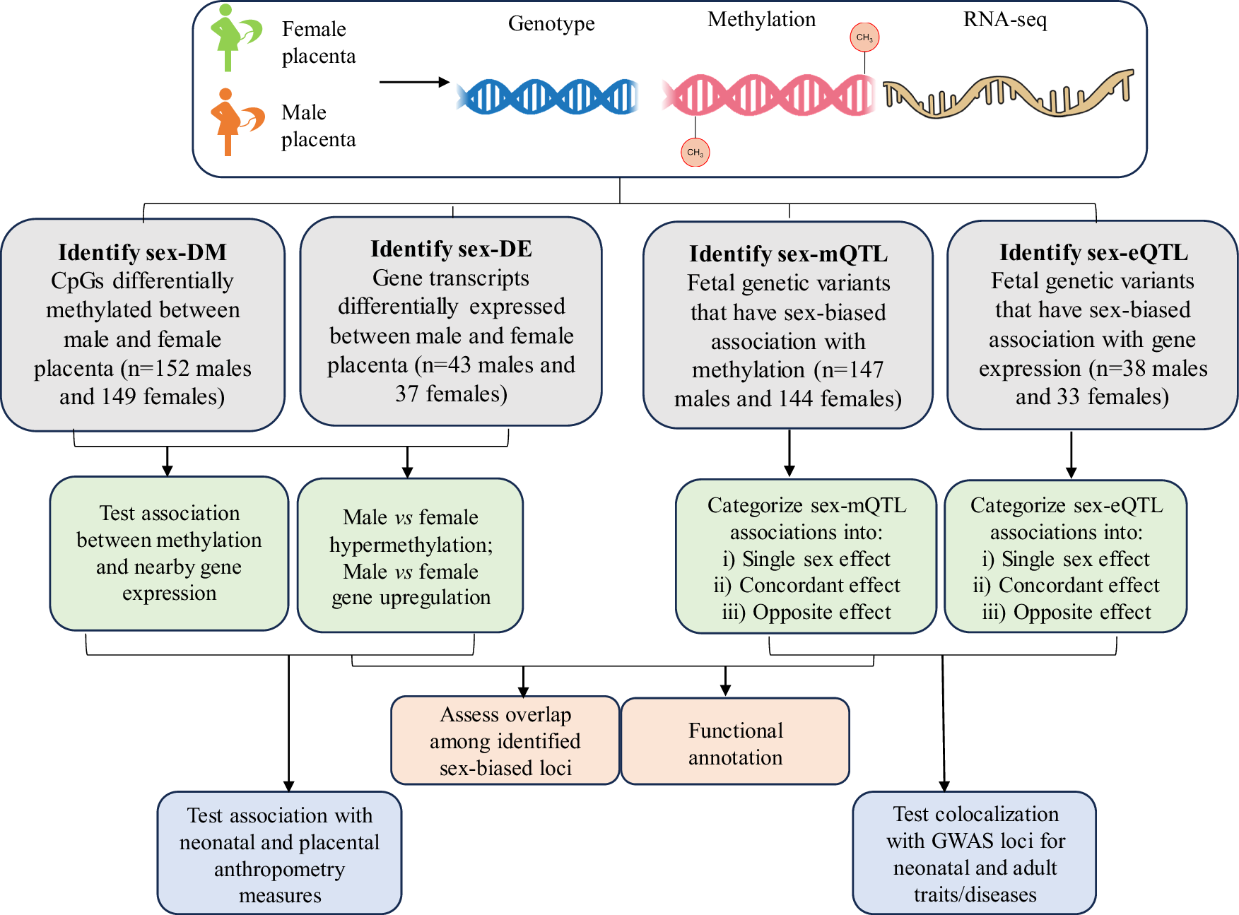 男女の胎盤で遺伝子発現に違い(Many genes in male and female placentas expressed differently)