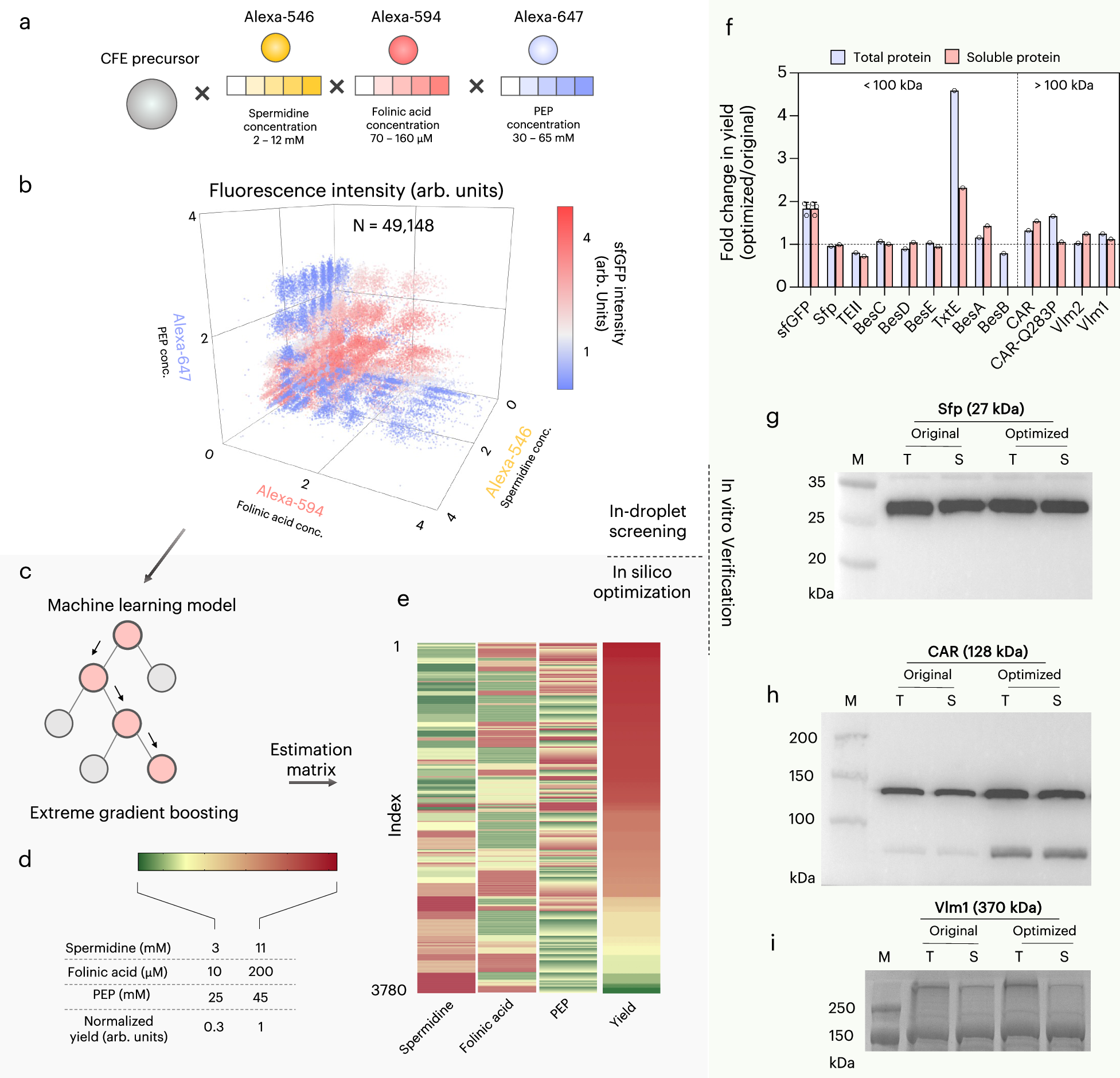 Fig. 4: Second-round optimization of the E. coli extract-based CFE system.