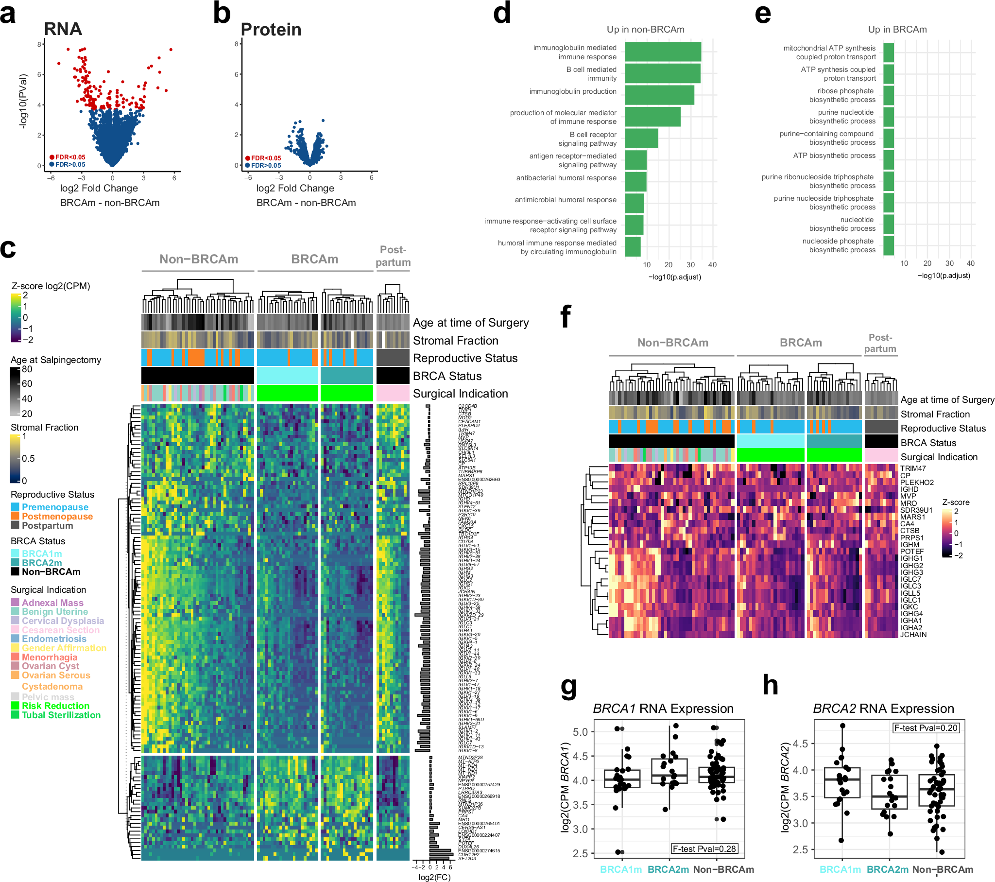 Fig. 3: Differential gene and protein expression between non-BRCAm and BRCAm FTs.