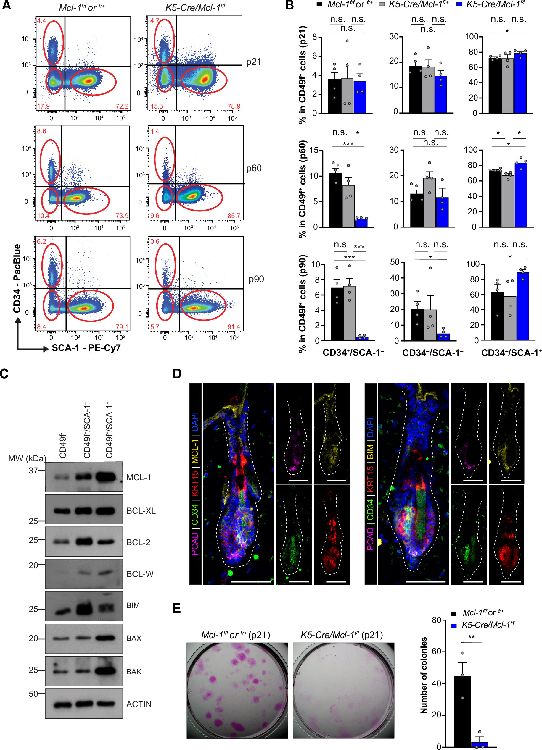 Fig. 3: The maintenance of adult CD34+ HF bulge stem cells is dependent on MCL‑1.