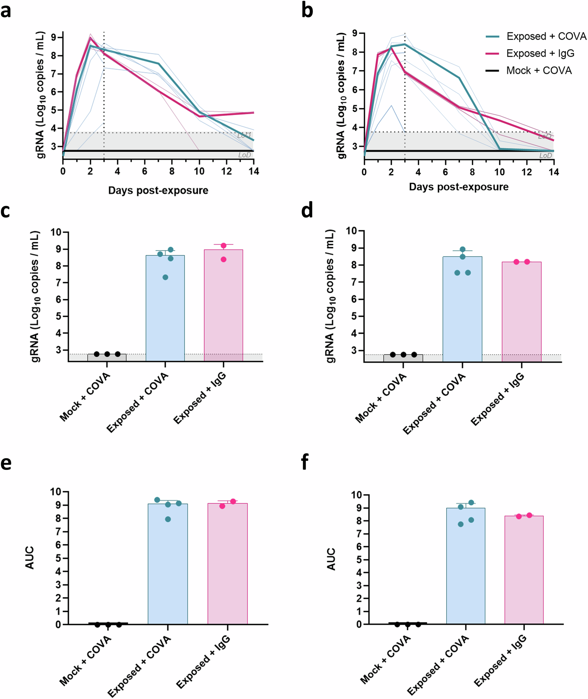 Fig. 4: SARS-CoV-2 RNA titers in the nasopharyngeal and tracheal compartments.
