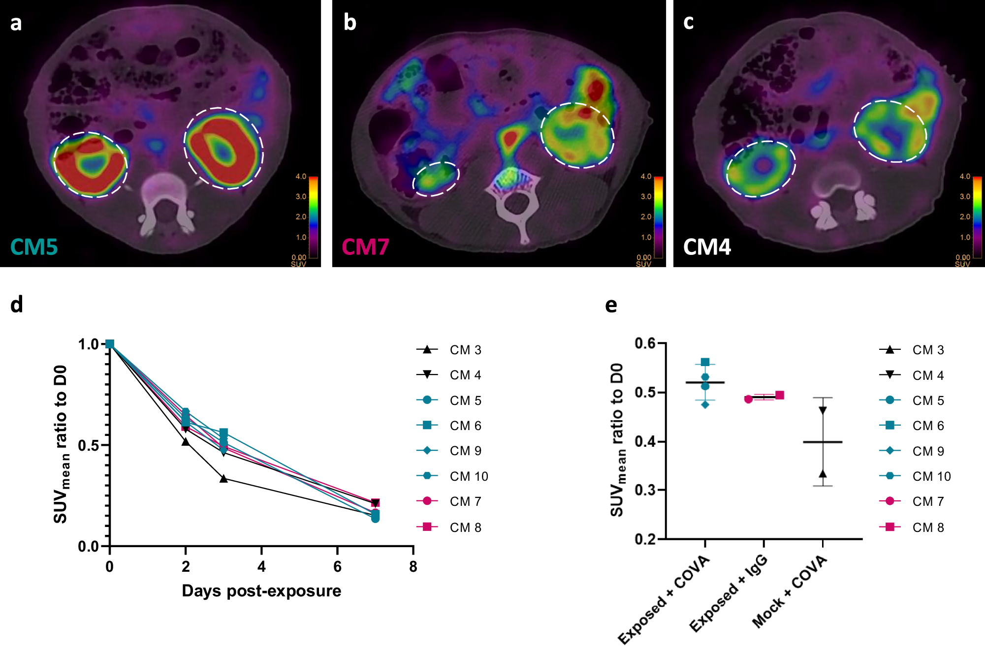 Fig. 8: COVA1-27 tracer uptake in the kidneys.