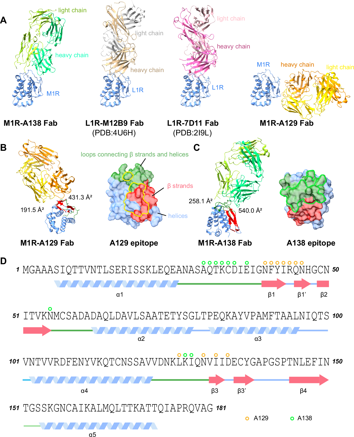 Fig. 3: Complex structures of A138 Fab and A129 Fab bound to M1R.