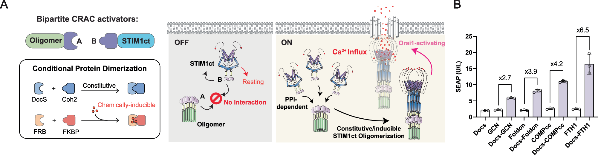 Fig. 2: Design of bipartite CRAC activators.