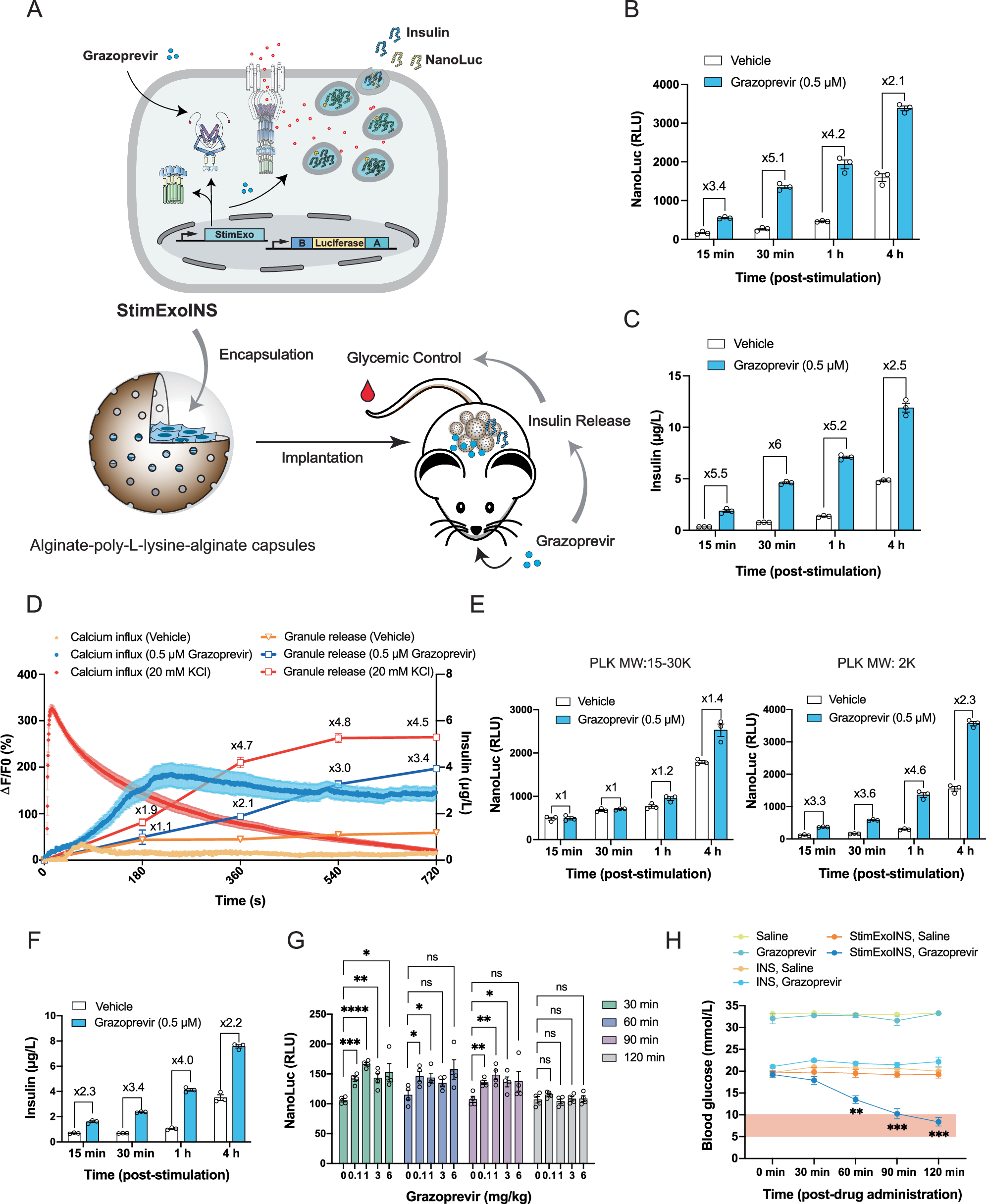 Fig. 6: Real-time control of blood glucose homeostasis by grazoprevir-inducible insulin exocytosis in type-1 diabetic mice.