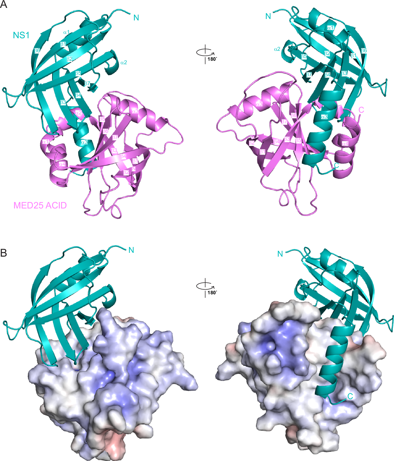 Fig. 2: Structure of the NS1/MED25 ACID complex.