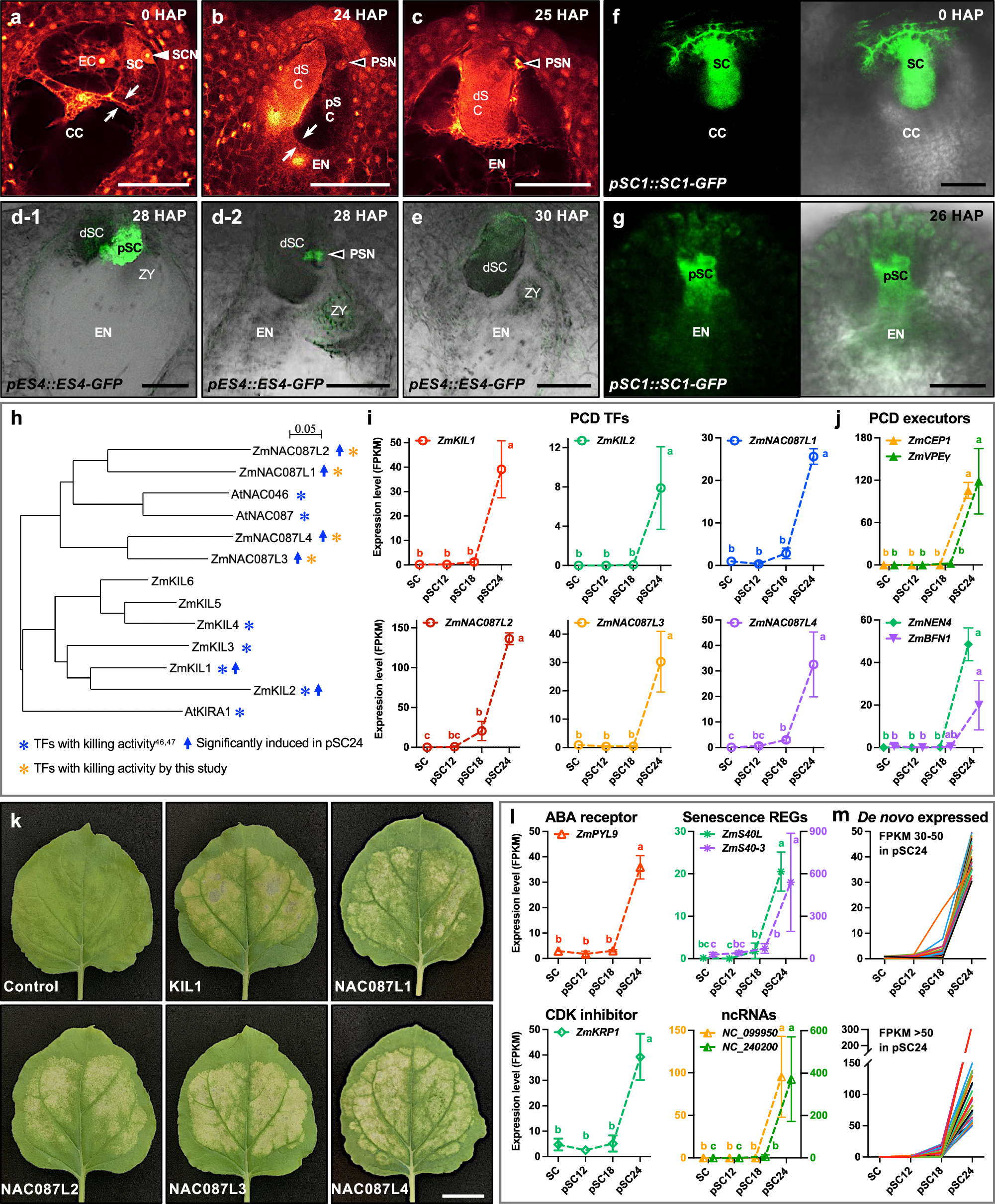 Fig. 6: Programmed cell death (PCD) of the persistent synergid cell is activated after successful double fertilization.