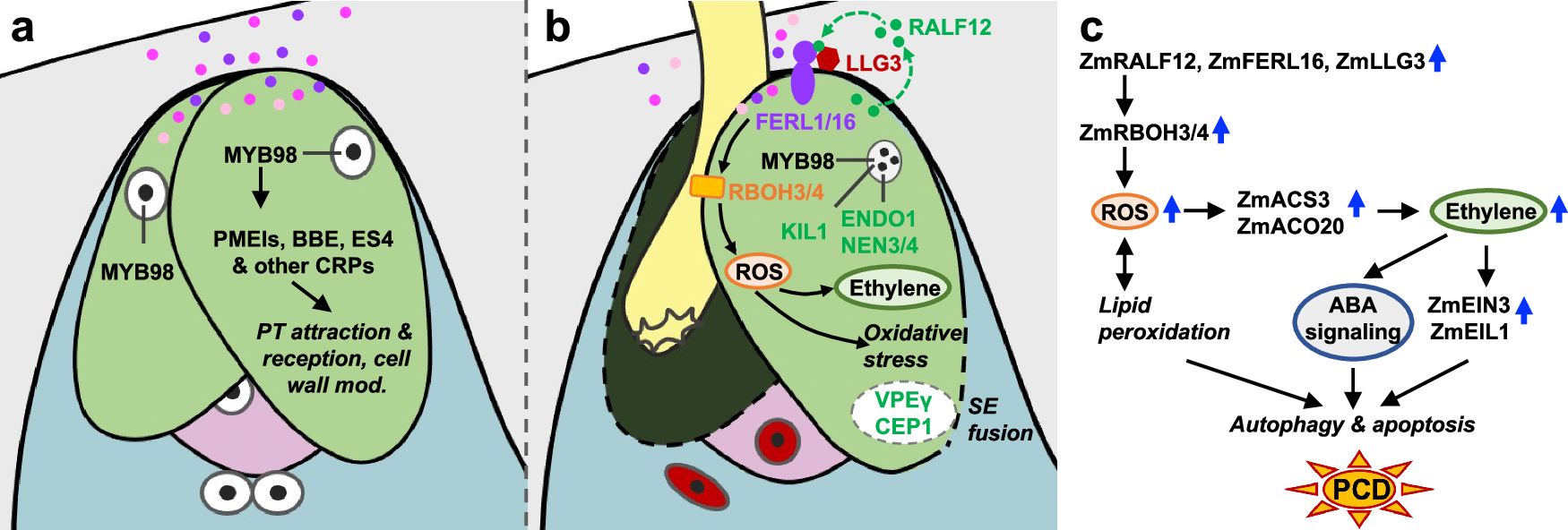 Fig. 7: Model of ZmMYB98 controlled synergid cell functions and subsequent ZmRALF12 induced persistent synergid PCD after fertilization.