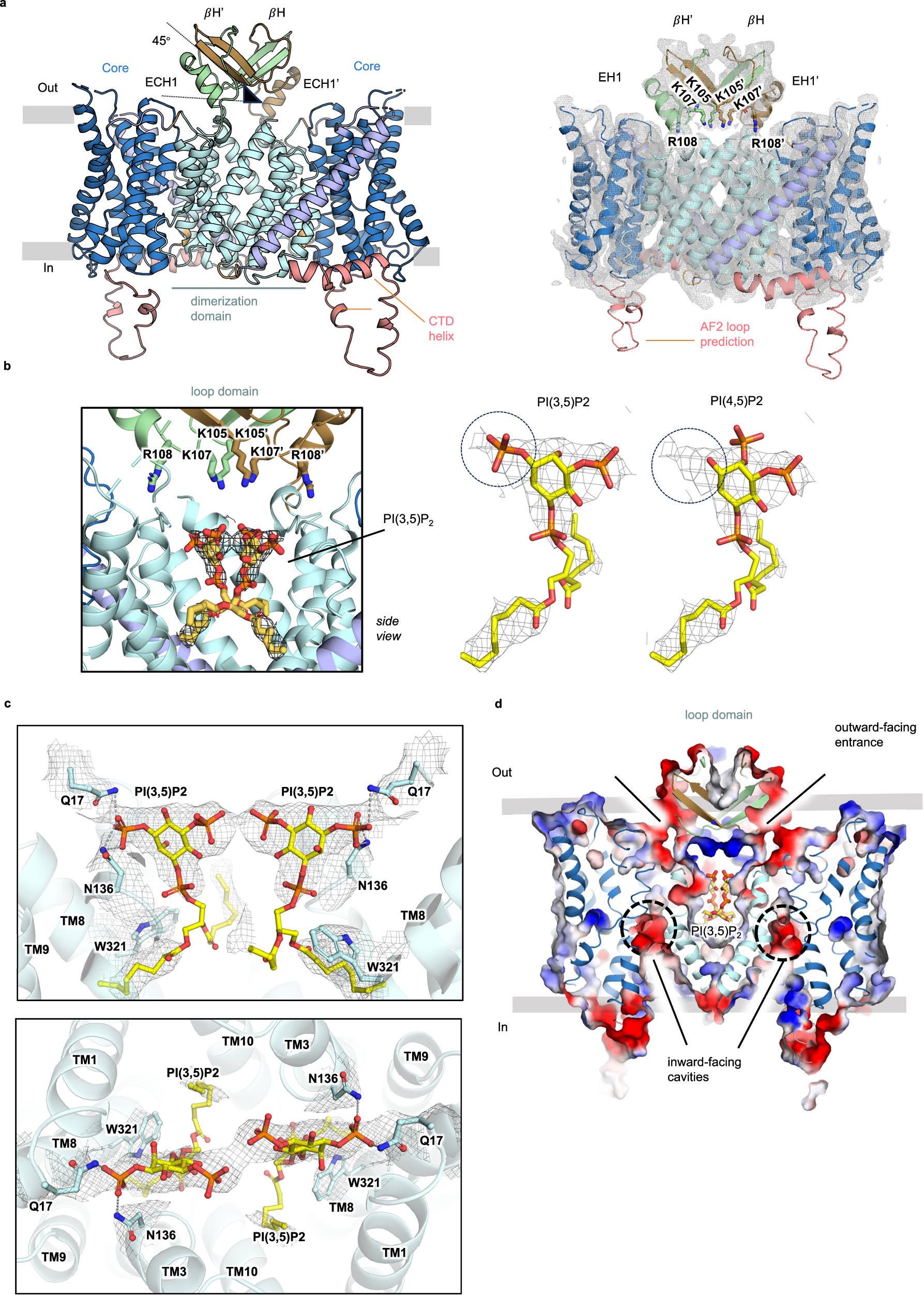 Fig. 2: TM2-TM3 β-loop domain structure of NHE9* CC with negatively-charged PI(3,5)P2 lipids bound at the dimer interface.