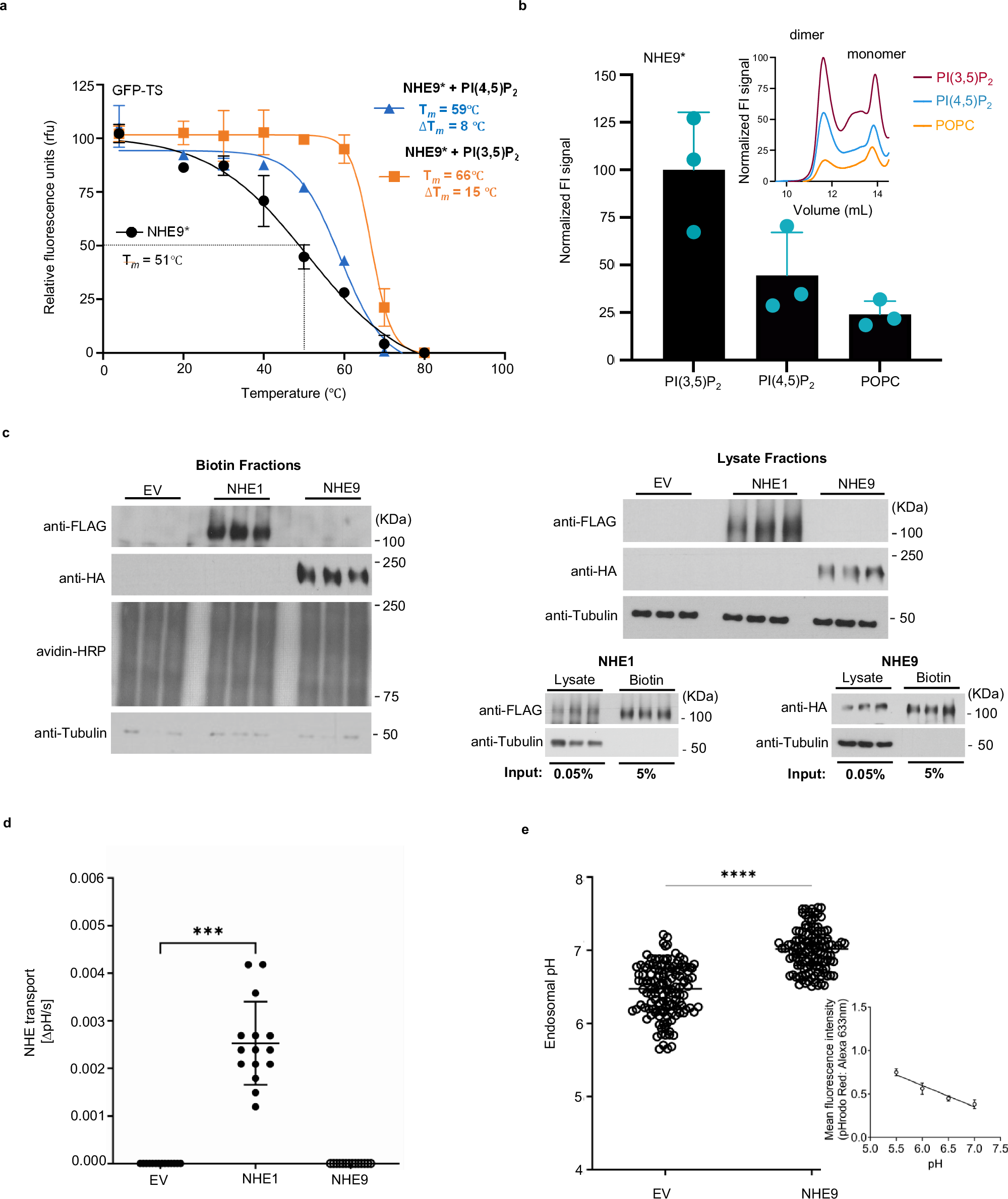 Fig. 3: NHE9 is non-functional at the plasma membrane and the endosomal-specific lipid PI(3,5)P2 stabilizes the functional homodimer and activity.