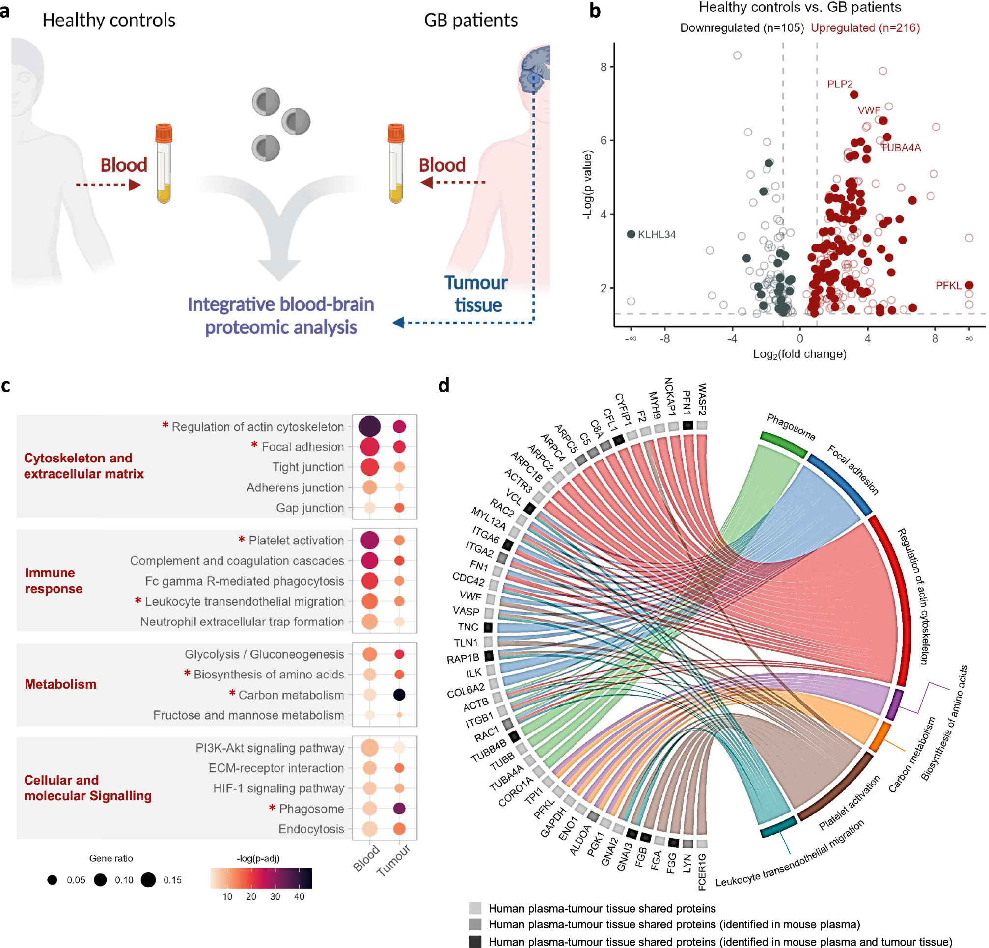 Fig. 5: Human clinical validation of the plasma-to-tumour tissue integrative proteomic analysis pipeline.