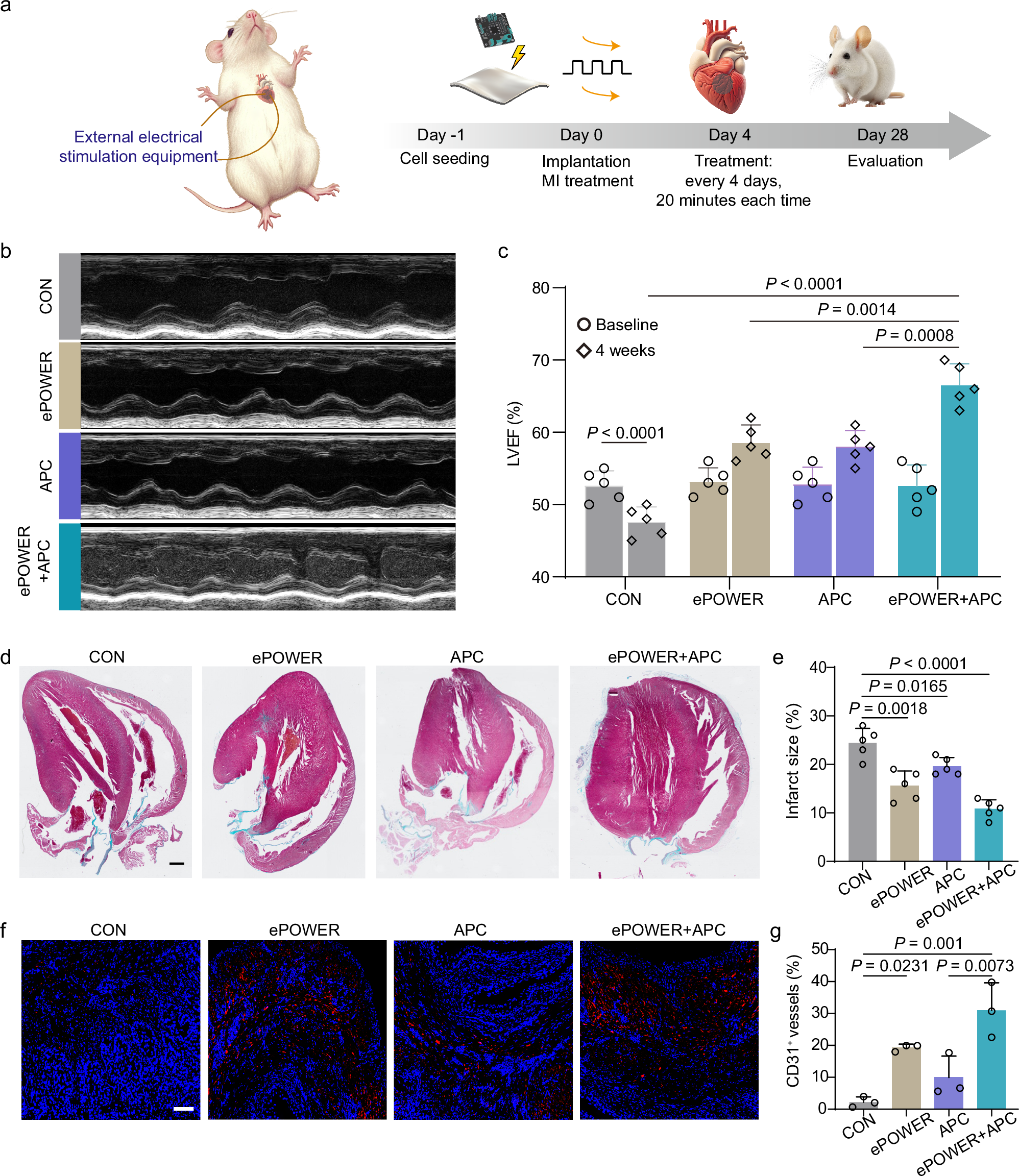 Fig. 6: Implanted ePOWER therapy in rats with MI.
