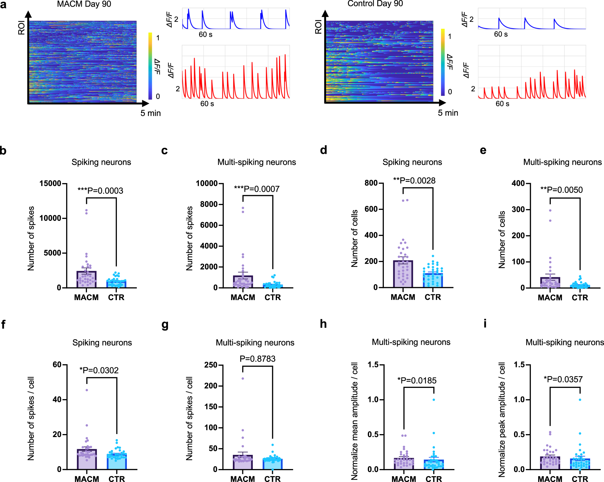 Fig. 4: Functional analysis via calcium imaging shows increased active neural activity in MACMOs.