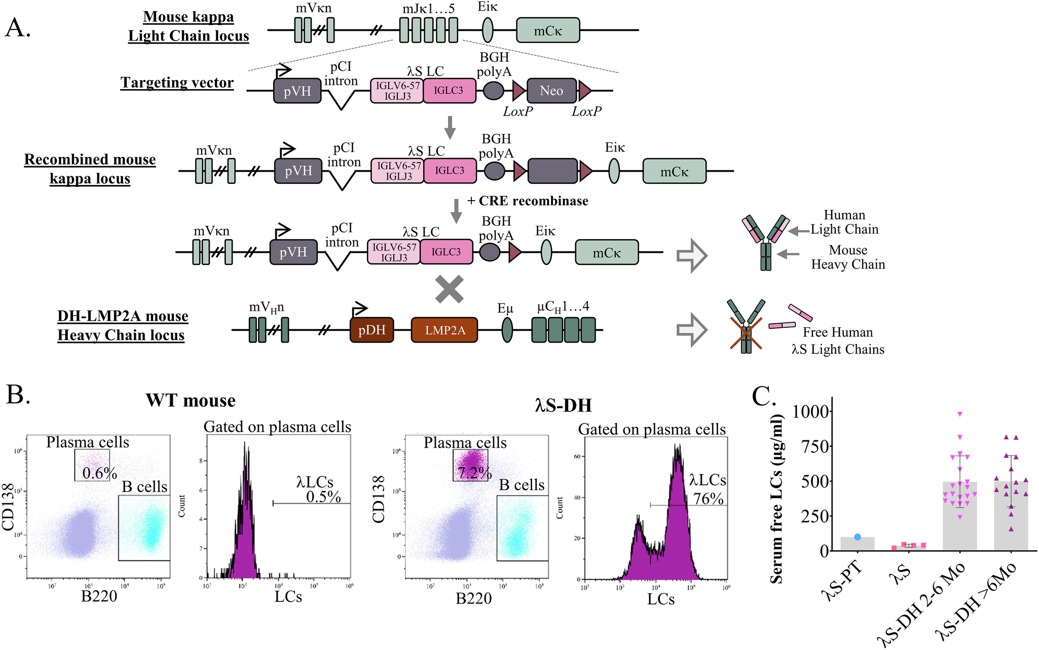 A mouse model of cardiac immunoglobulin light chain amyloidosis reveals  insights into tissue accumulation and toxicity of amyloid fibrils | Nature  Communications