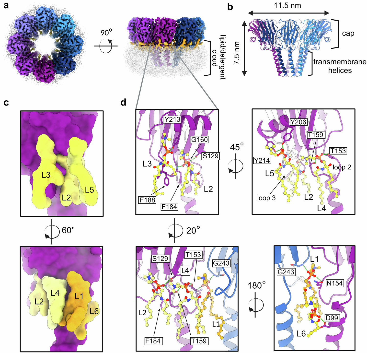 Cryo-EM structures of a protein pore reveal a cluster of cholesterol  molecules and diverse roles of membrane lipids | Nature Communications
