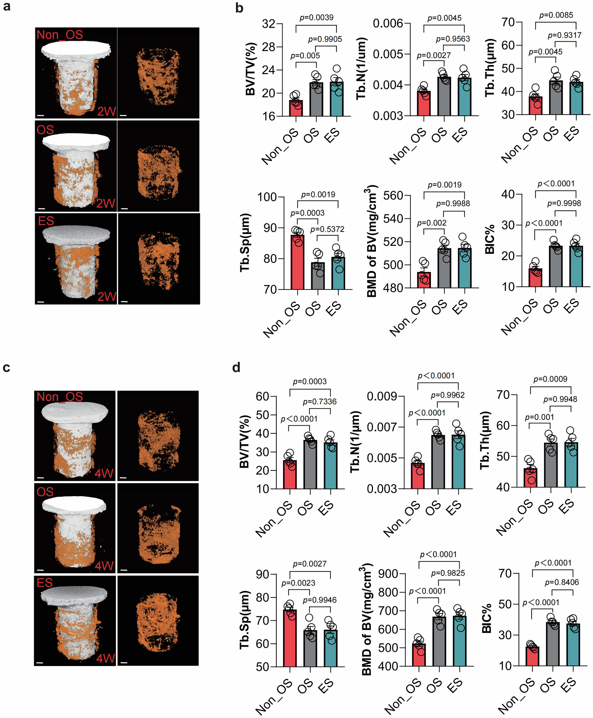 Fig. 5: Stimulation of Piezo2+ mechanical nociception promotes implant osseointegration.