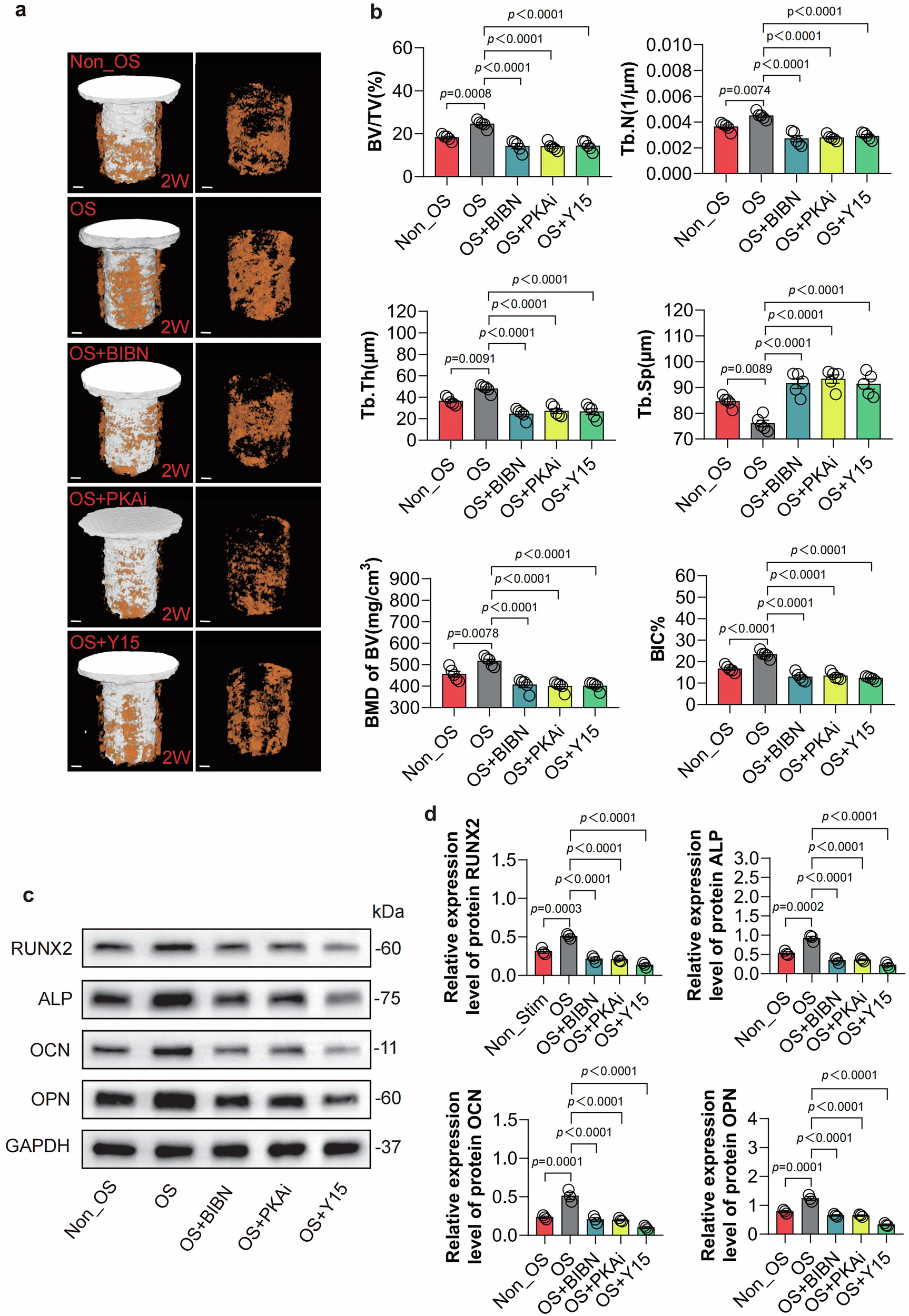 Fig. 8: OS of Piezo2+ mechanical nociception promotes implant osseointegration by activation of CGRP-PKA-FAK signaling pathway.