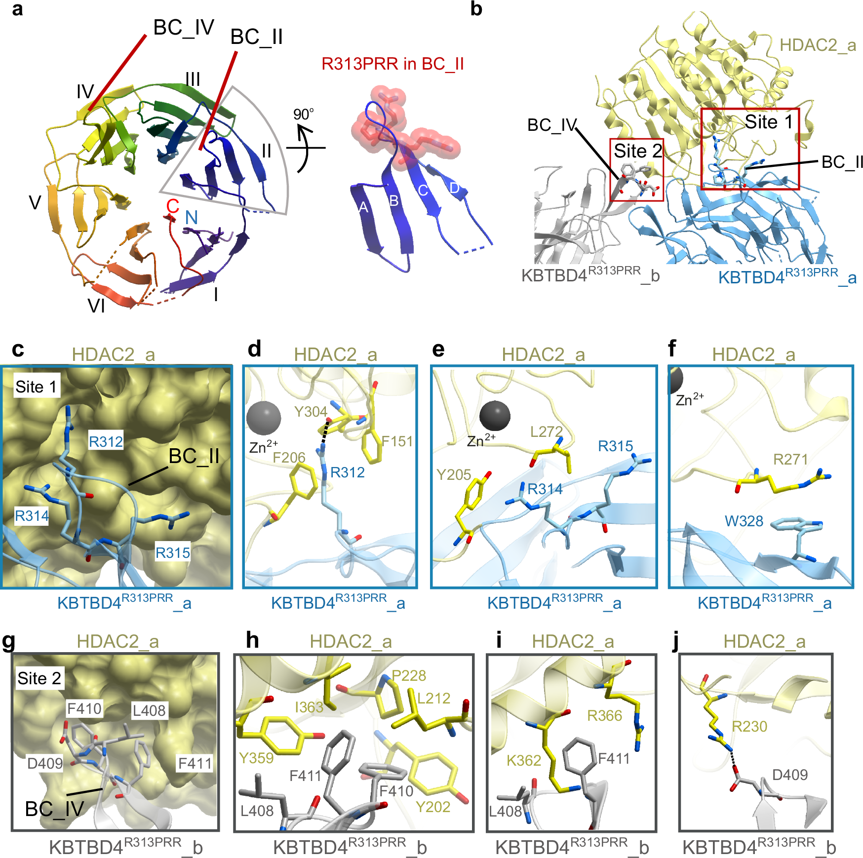 Fig. 5: Cryo-EM structure of the KBTBD4R313PRR-HDAC2 complex reveals the basis of neomorphic substrate recruitment in cancer.