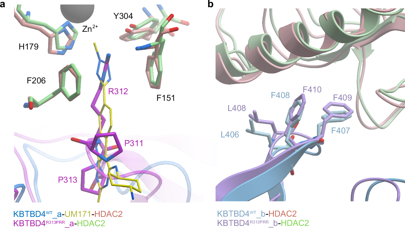 Fig. 7: Structural mimicry of UM171 and cancer mutant KBTBD4R313PRR.